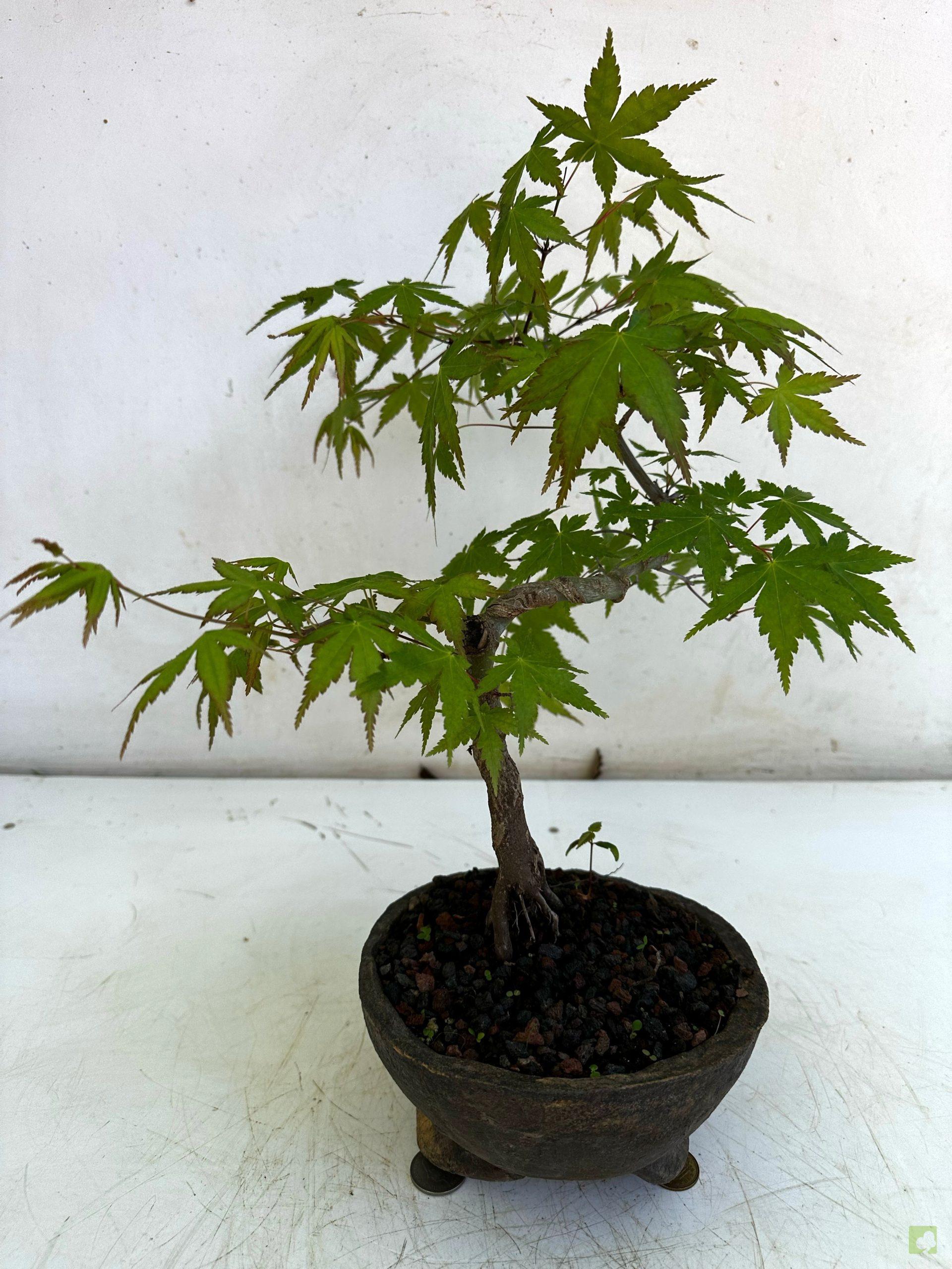 Processed with MOLDIV