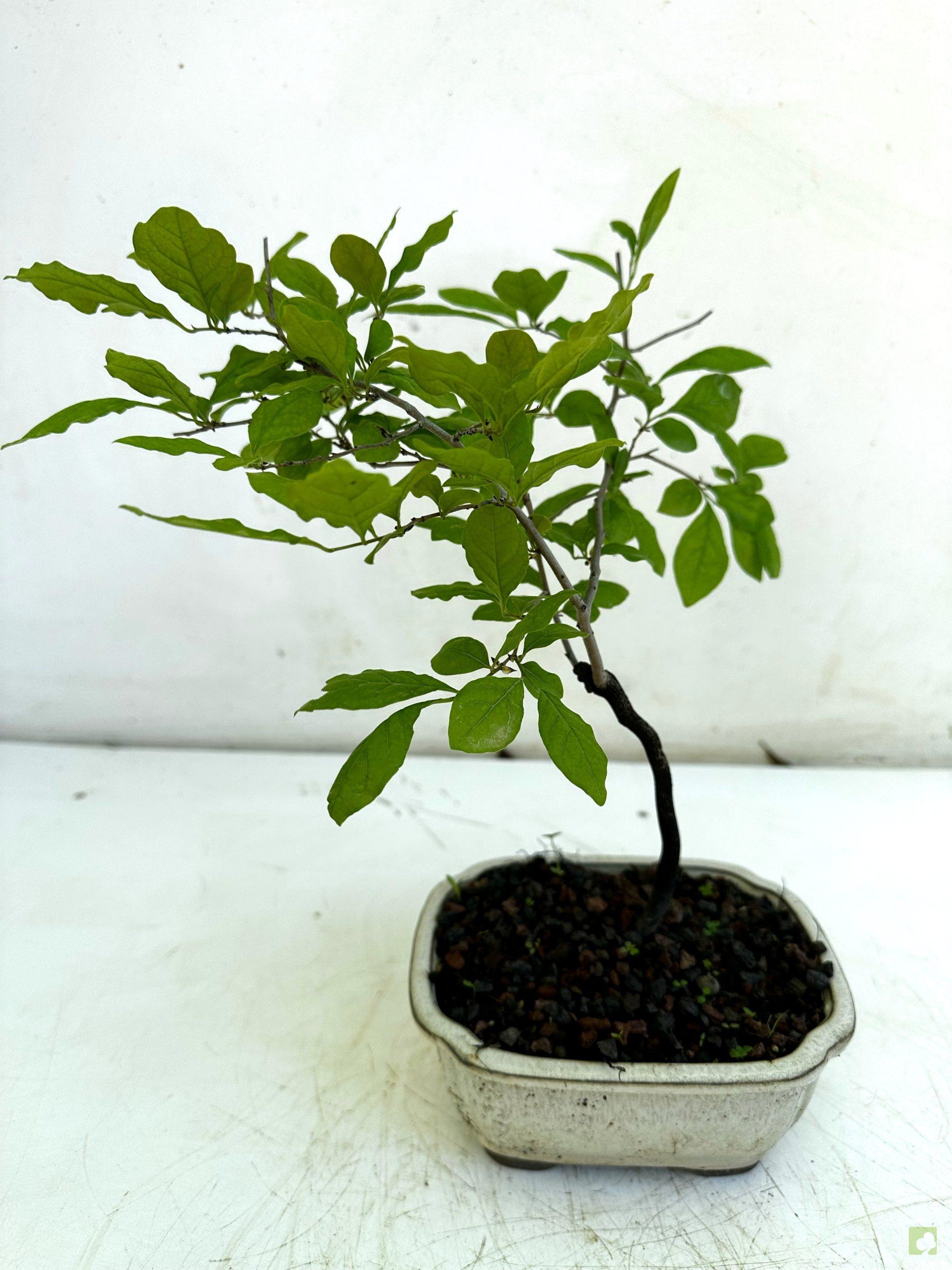 Processed with MOLDIV