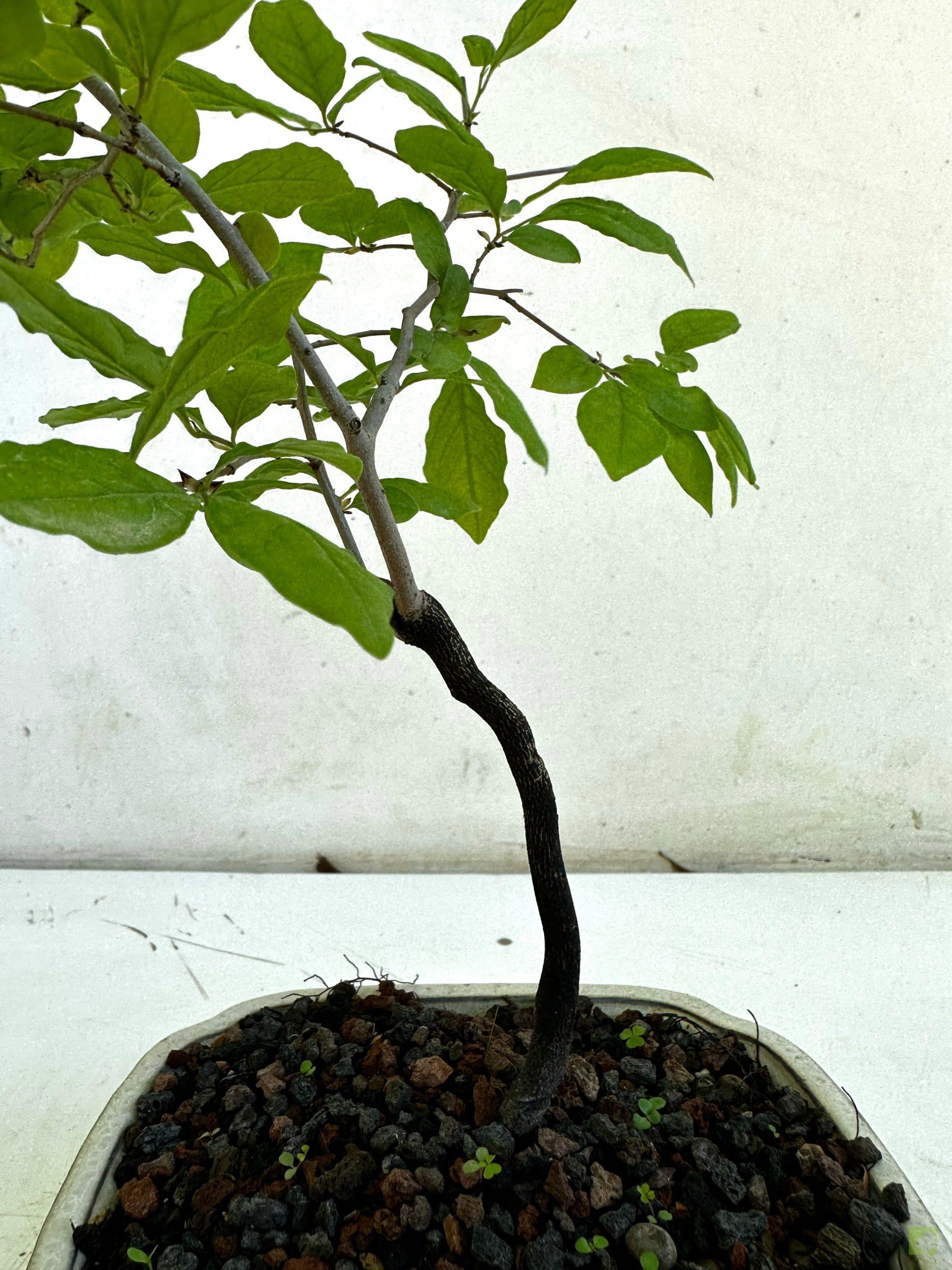 Processed with MOLDIV