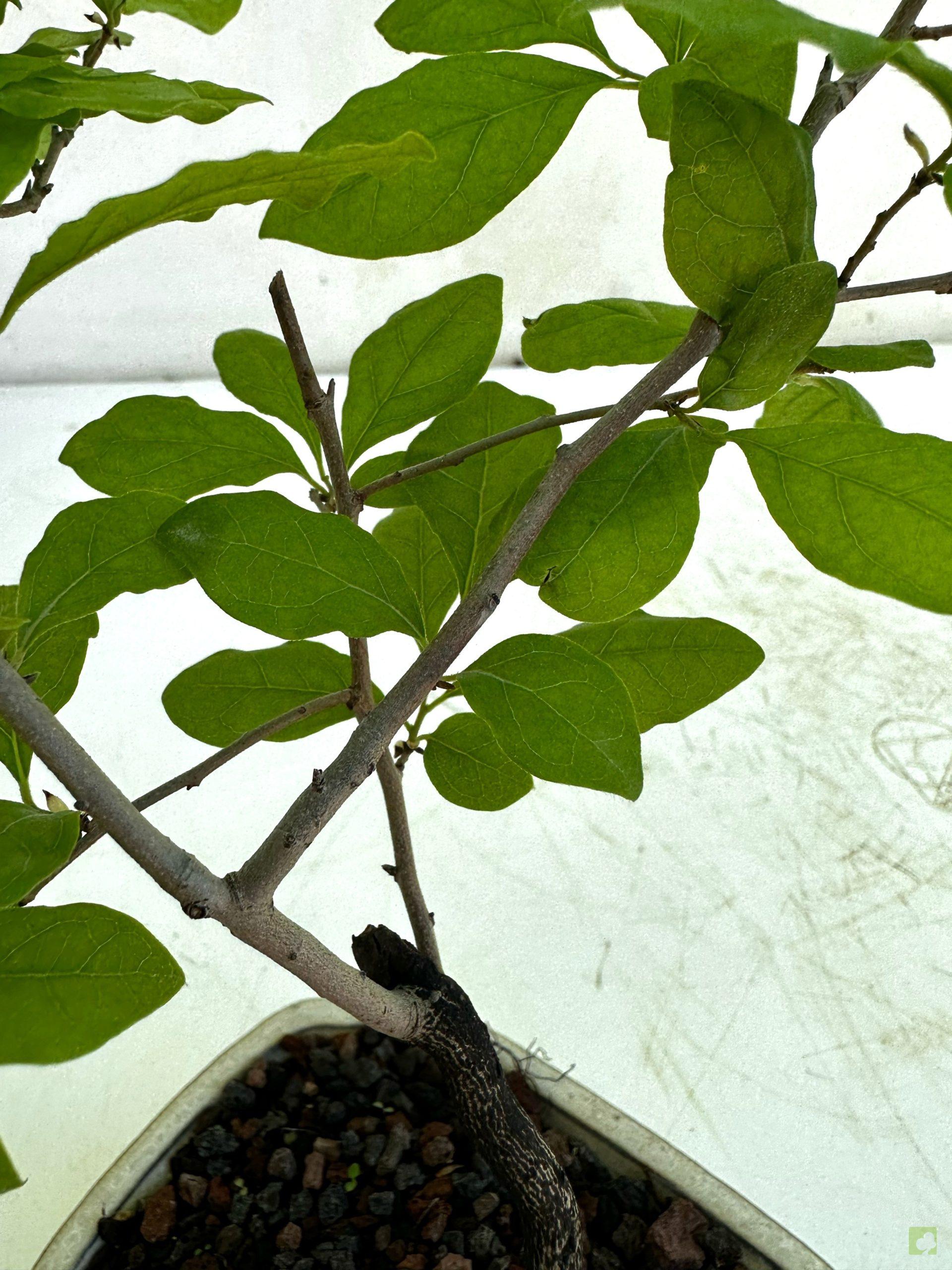 Processed with MOLDIV