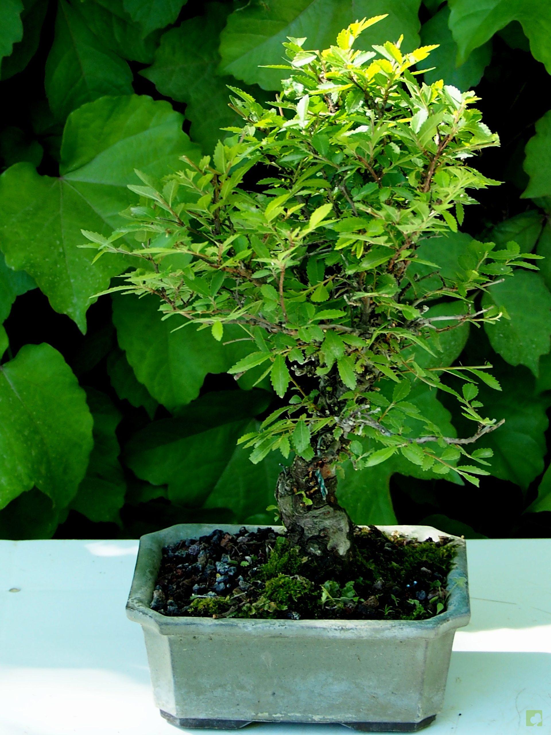 Processed with MOLDIV