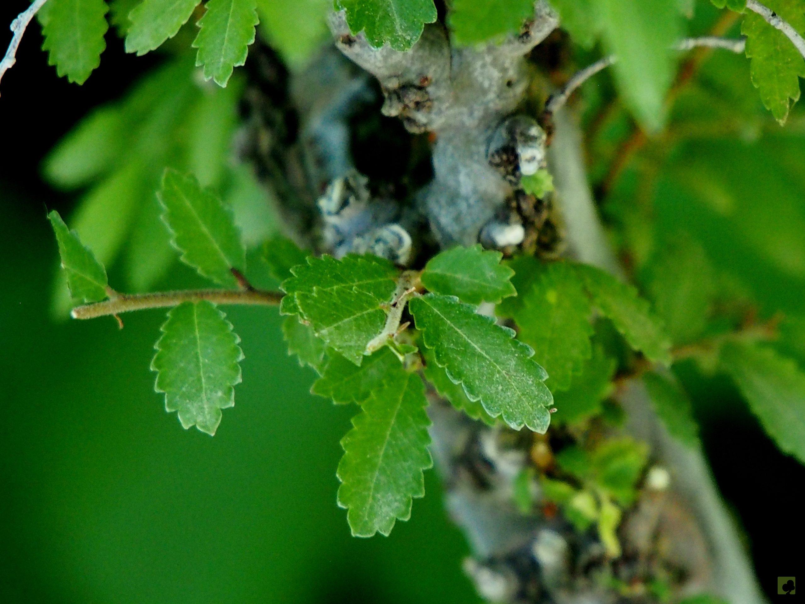 Processed with MOLDIV