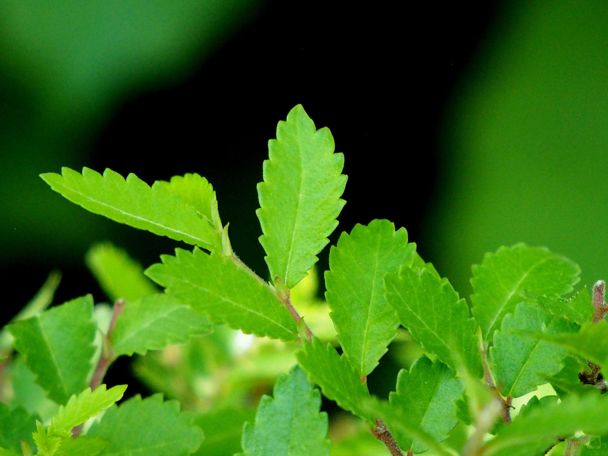 Processed with MOLDIV