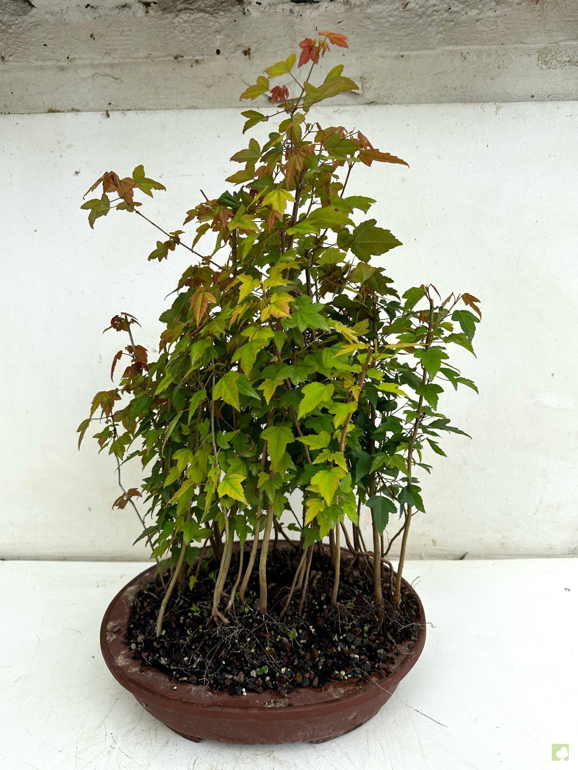 Processed with MOLDIV