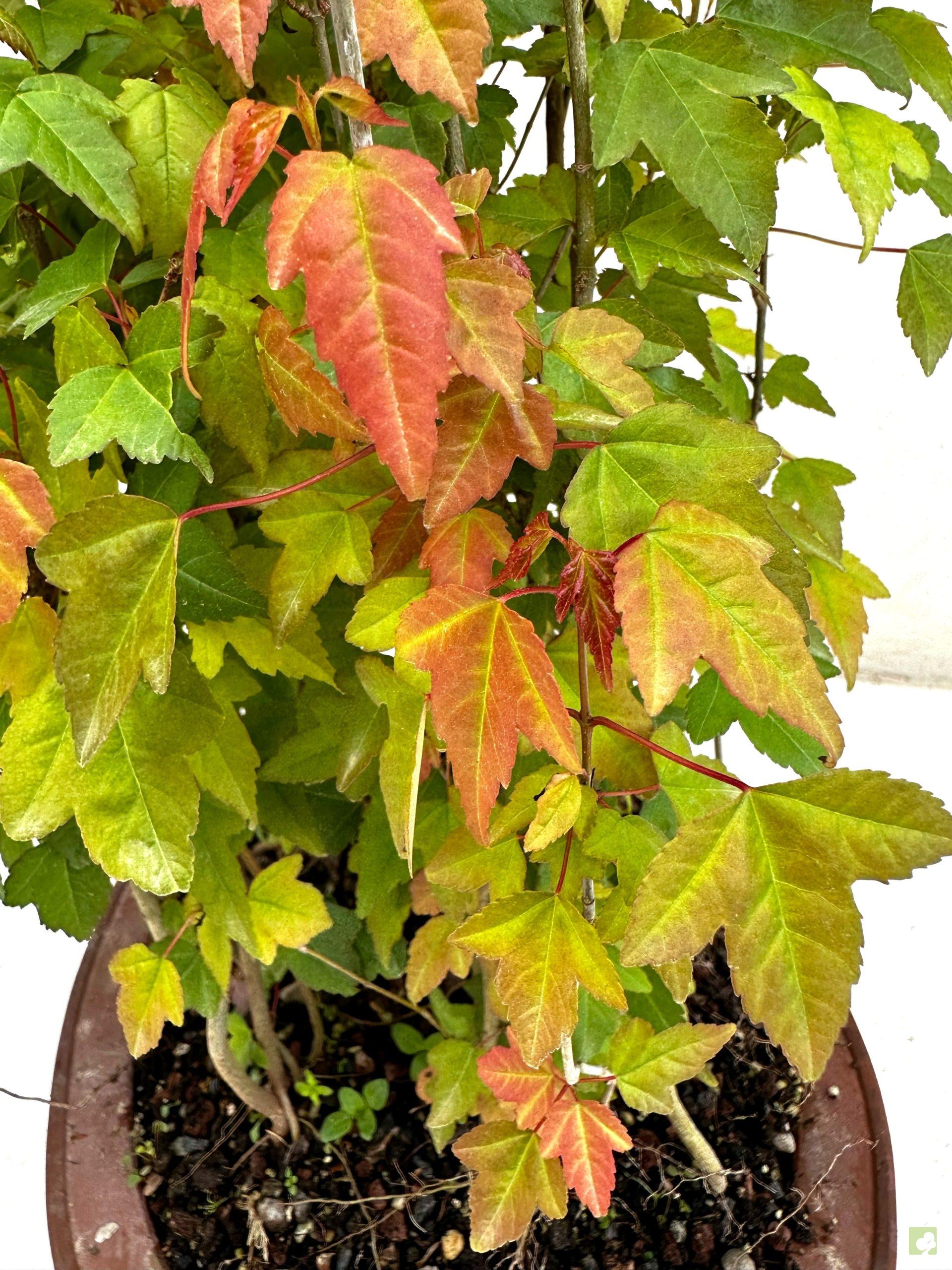 Processed with MOLDIV