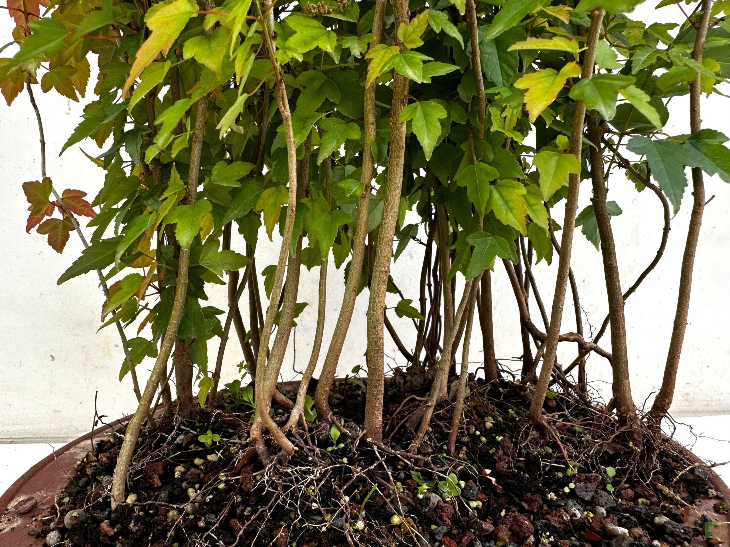 Processed with MOLDIV