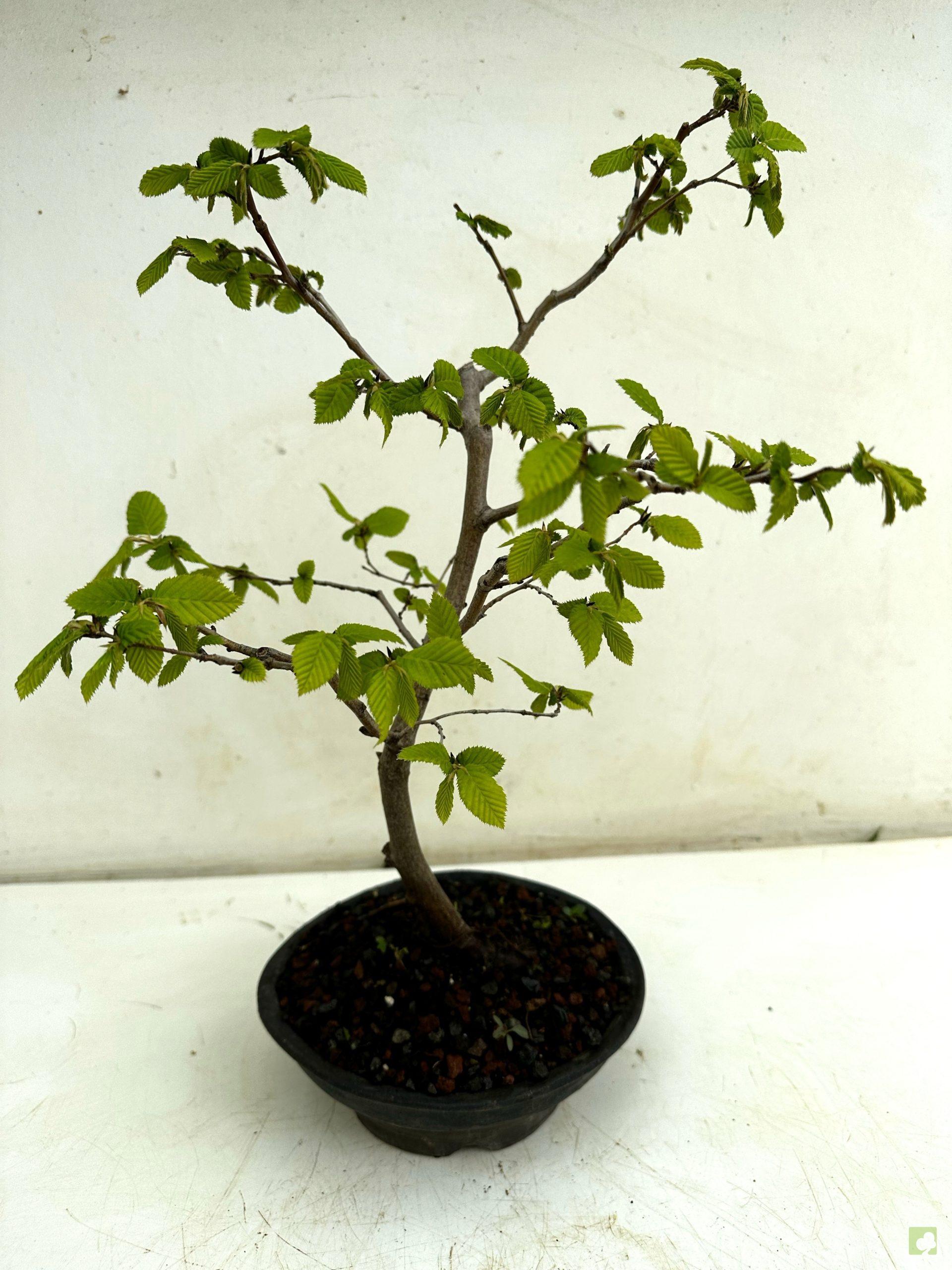 Processed with MOLDIV