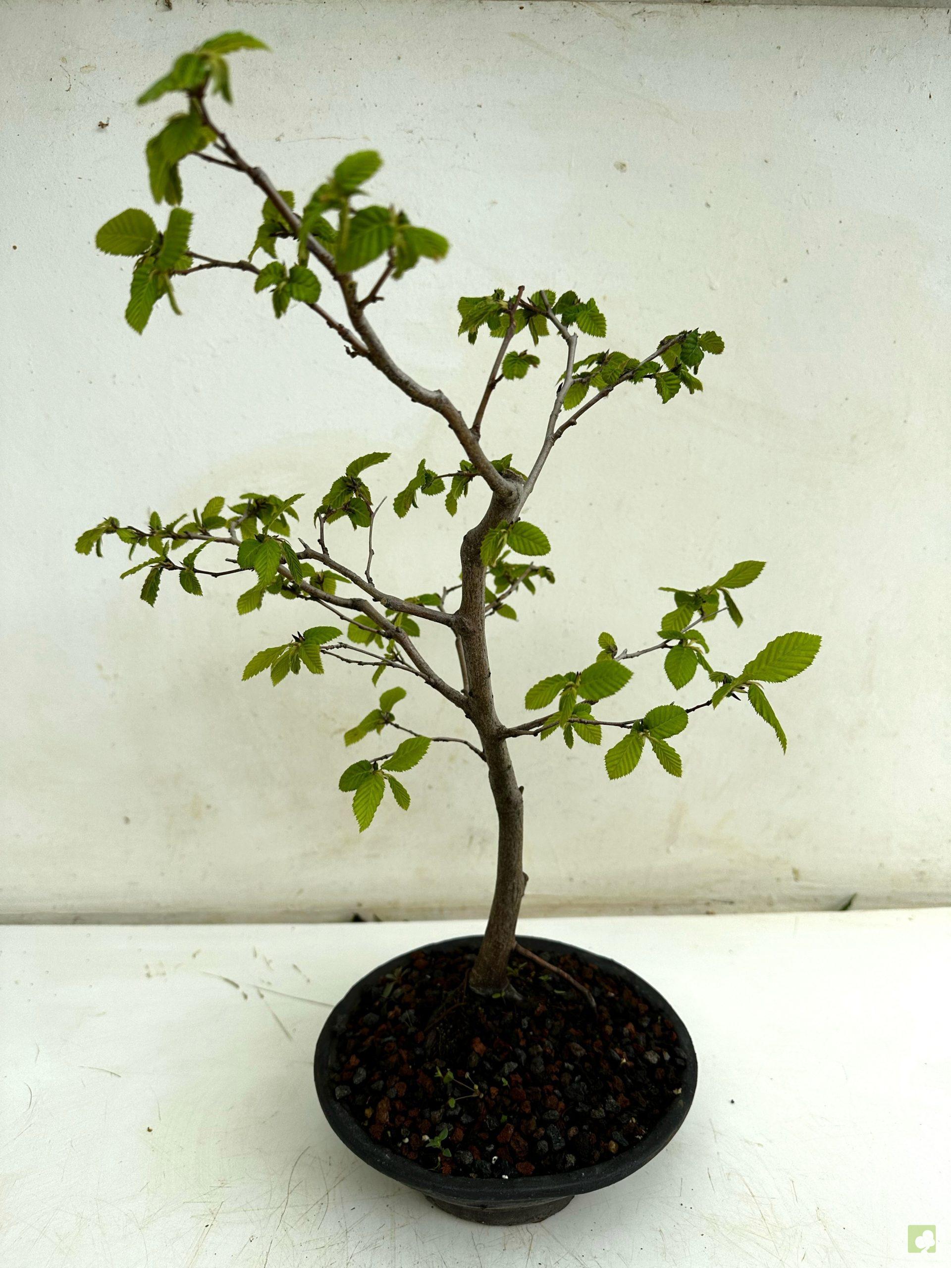 Processed with MOLDIV