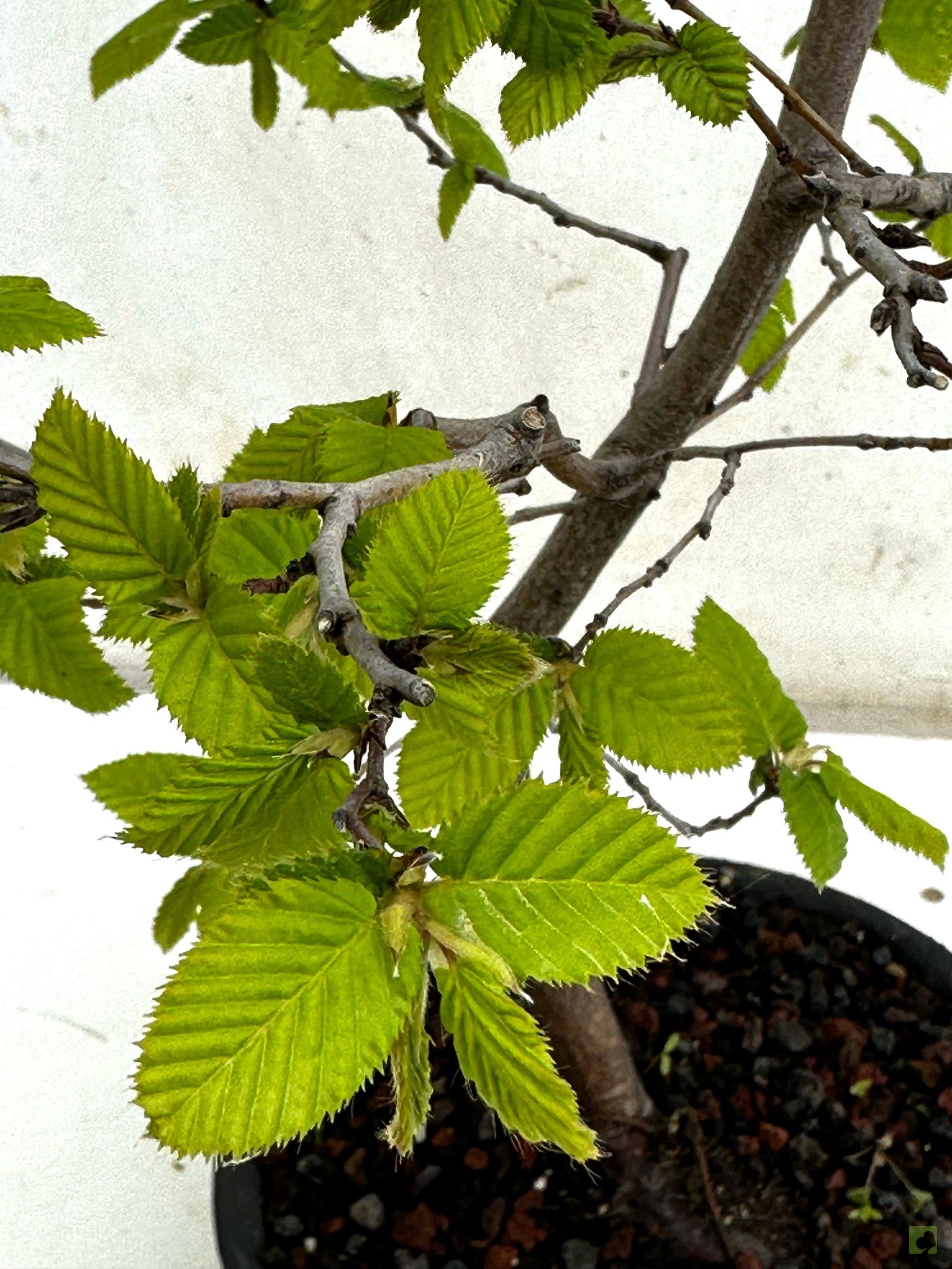 Processed with MOLDIV