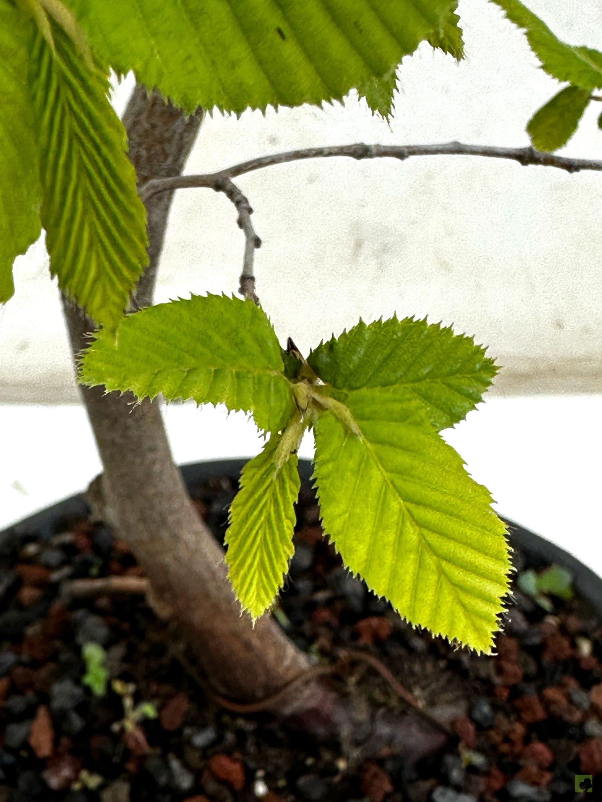 Processed with MOLDIV