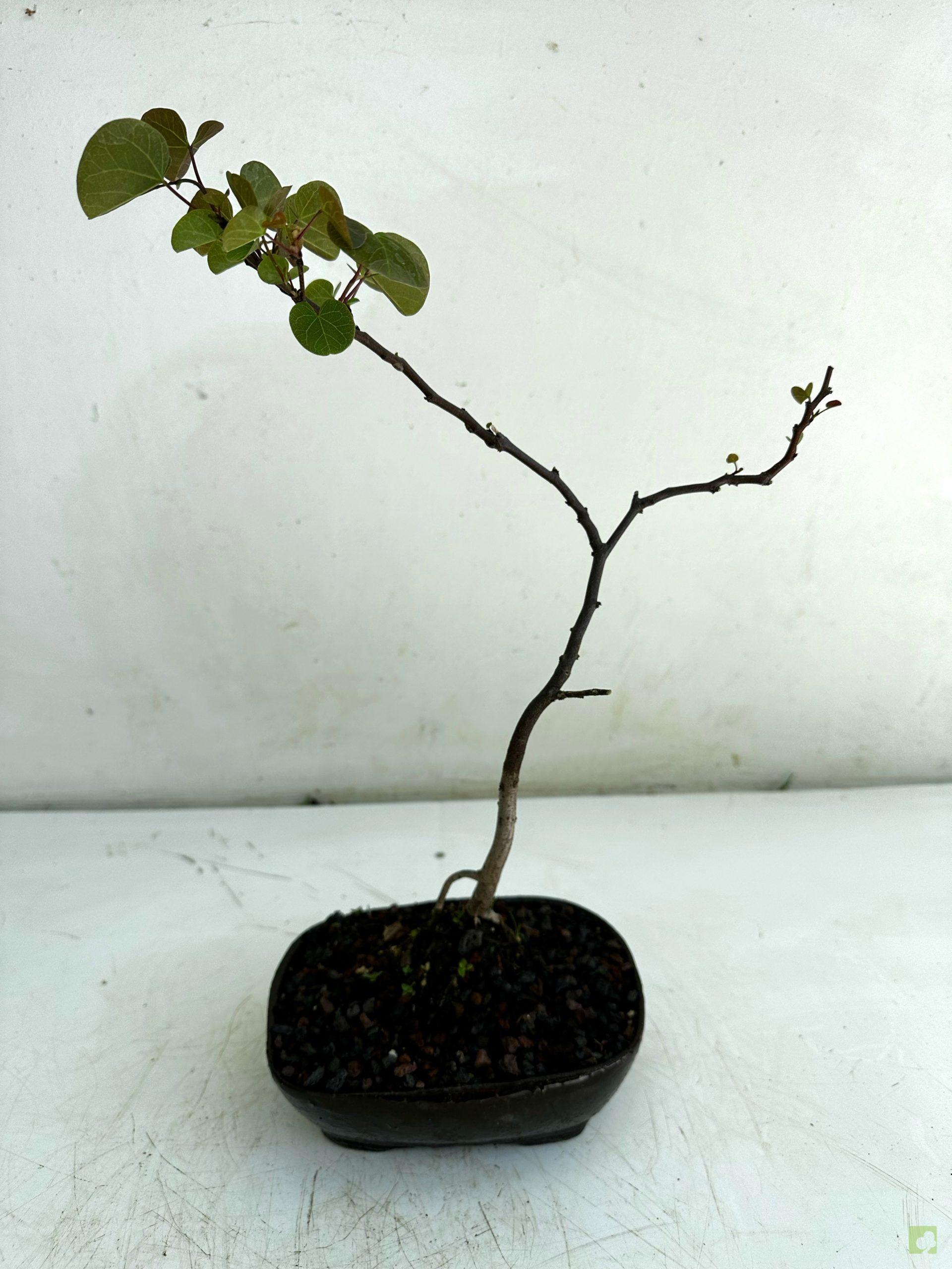 Processed with MOLDIV