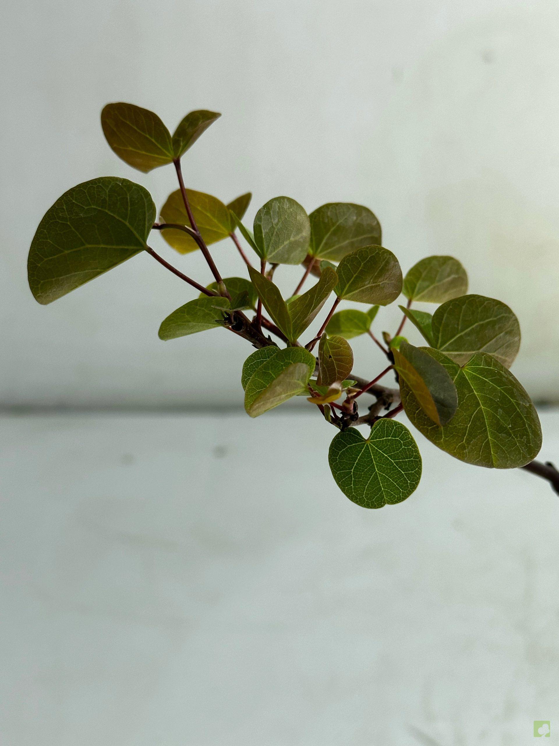 Processed with MOLDIV