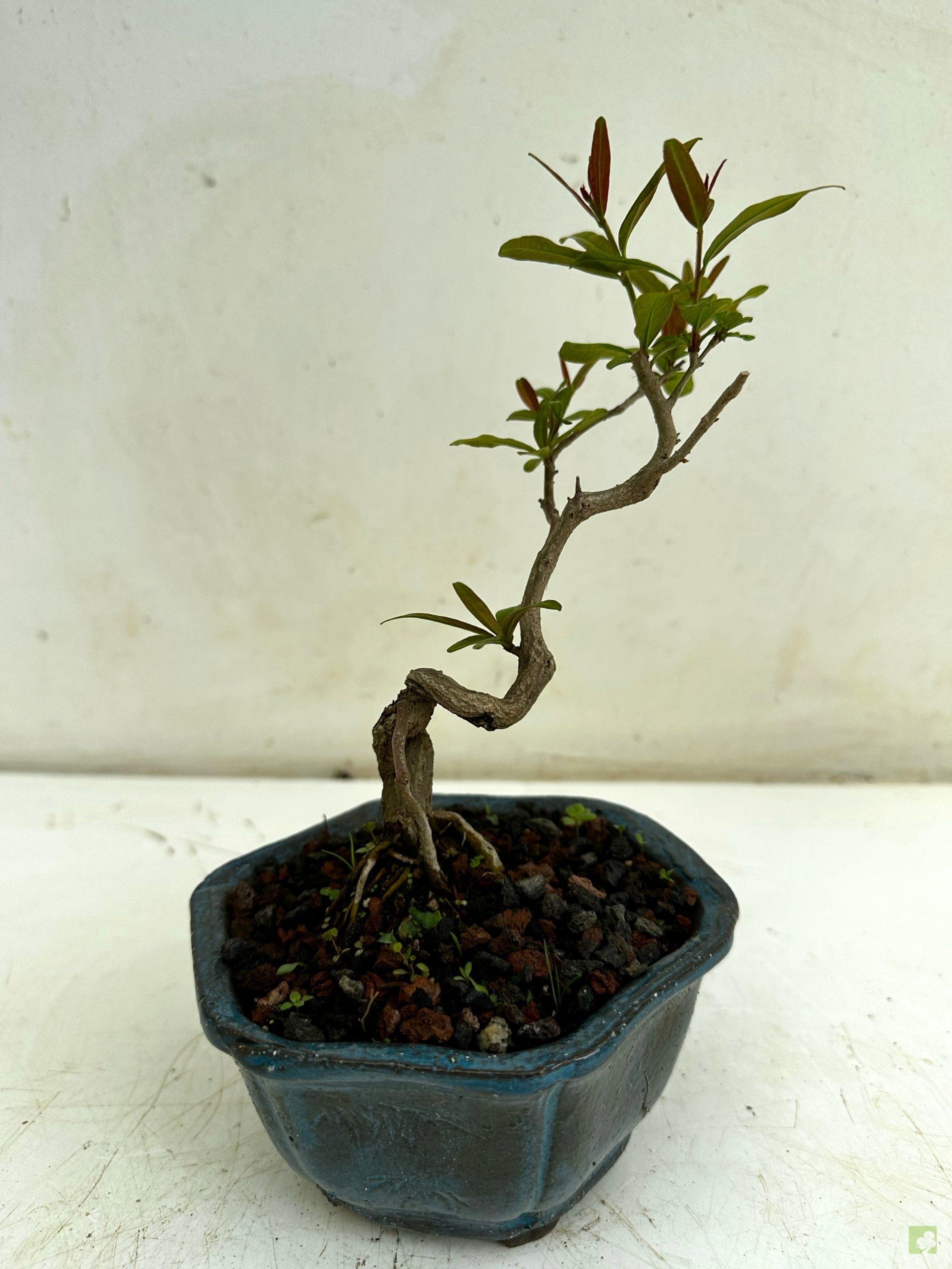 Processed with MOLDIV