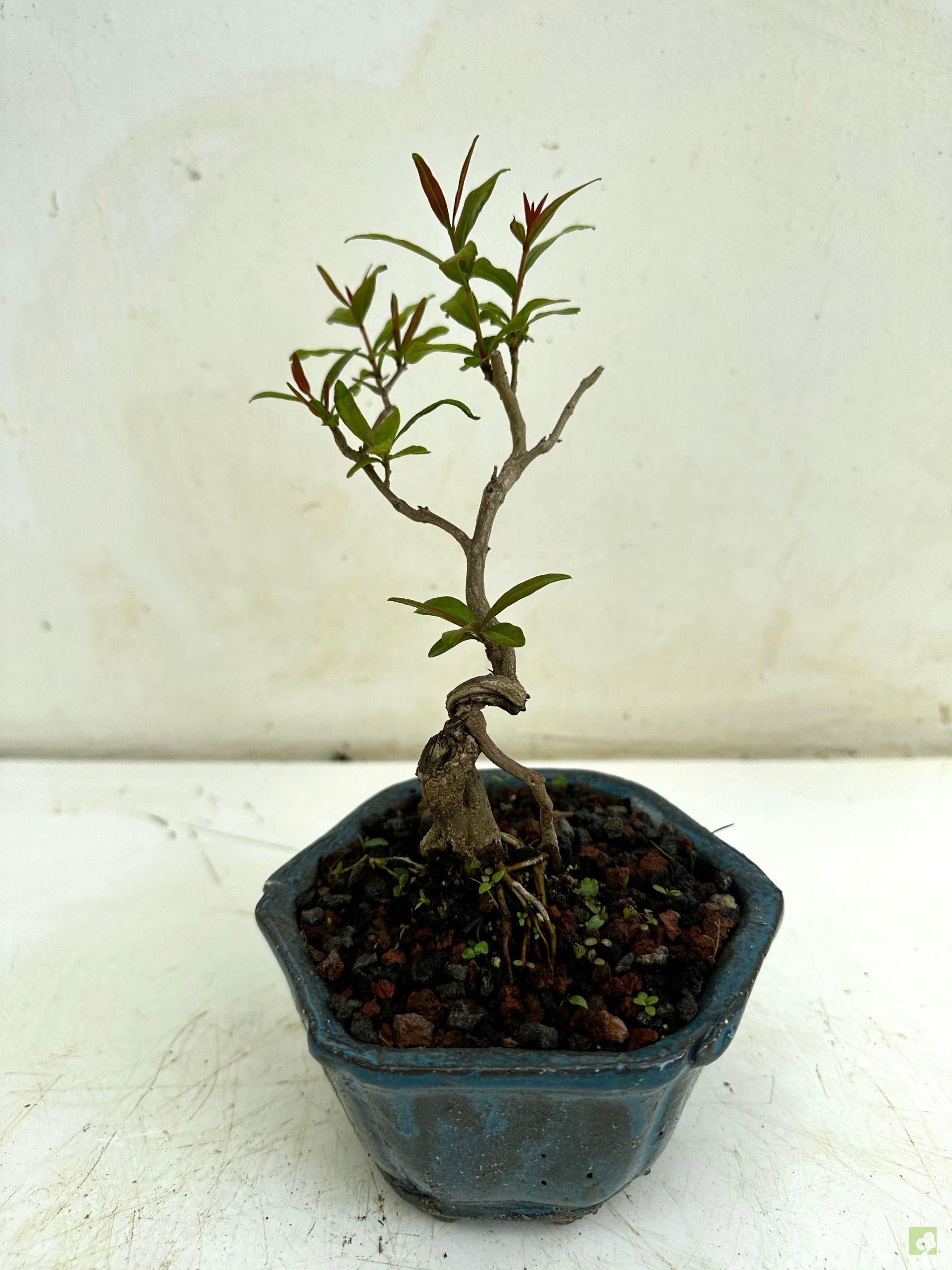 Processed with MOLDIV