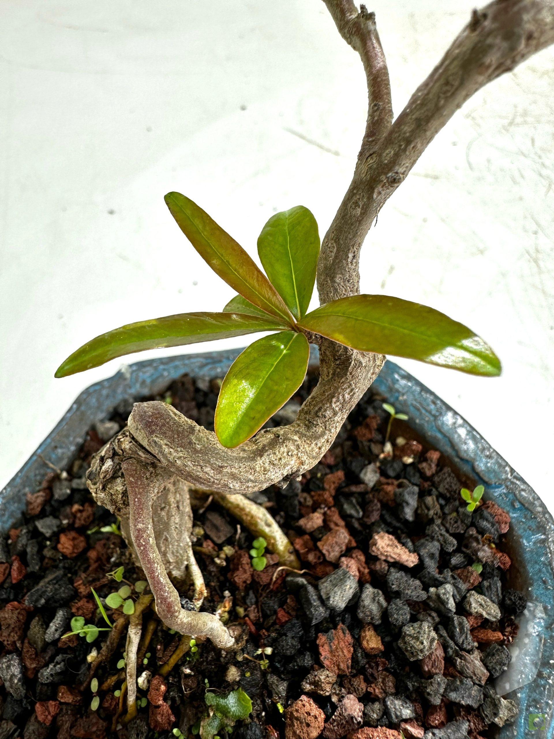 Processed with MOLDIV