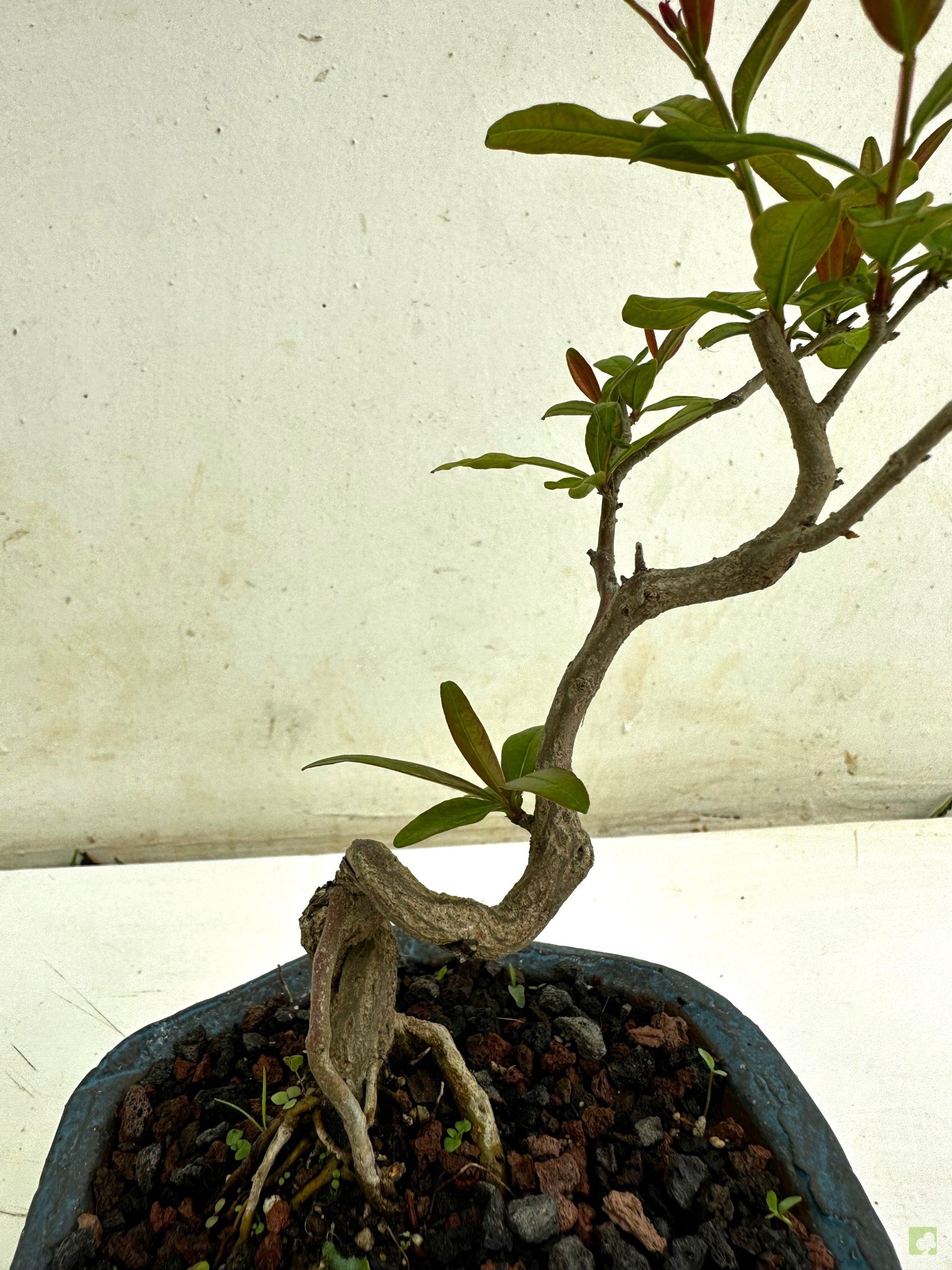 Processed with MOLDIV