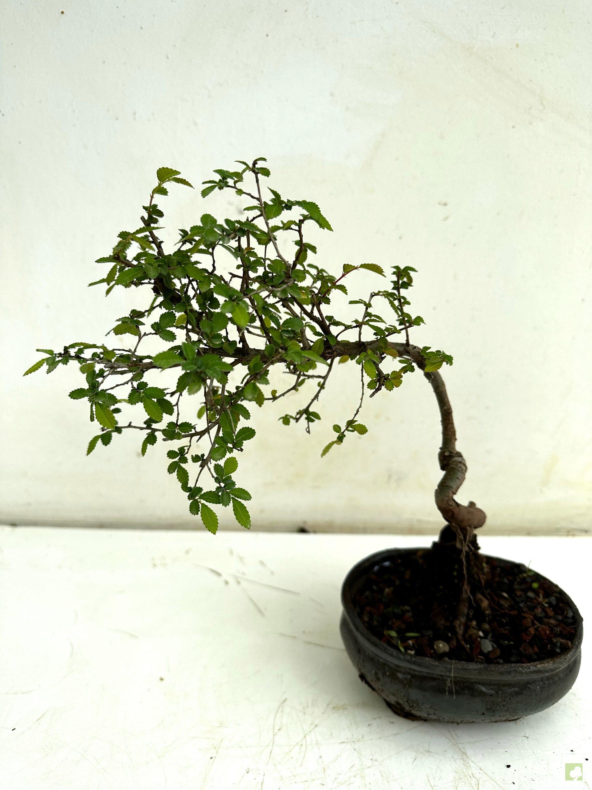 Processed with MOLDIV