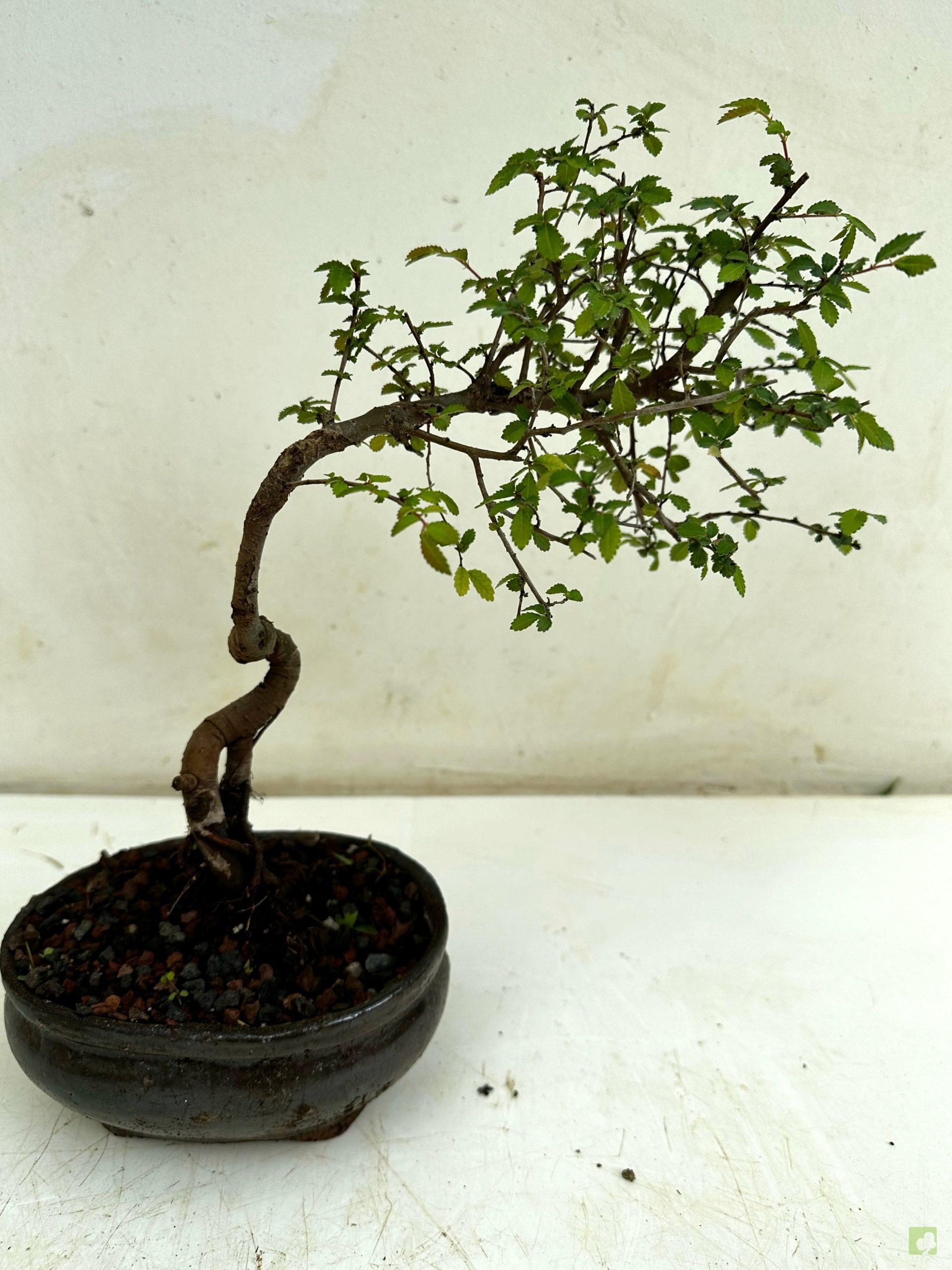 Processed with MOLDIV