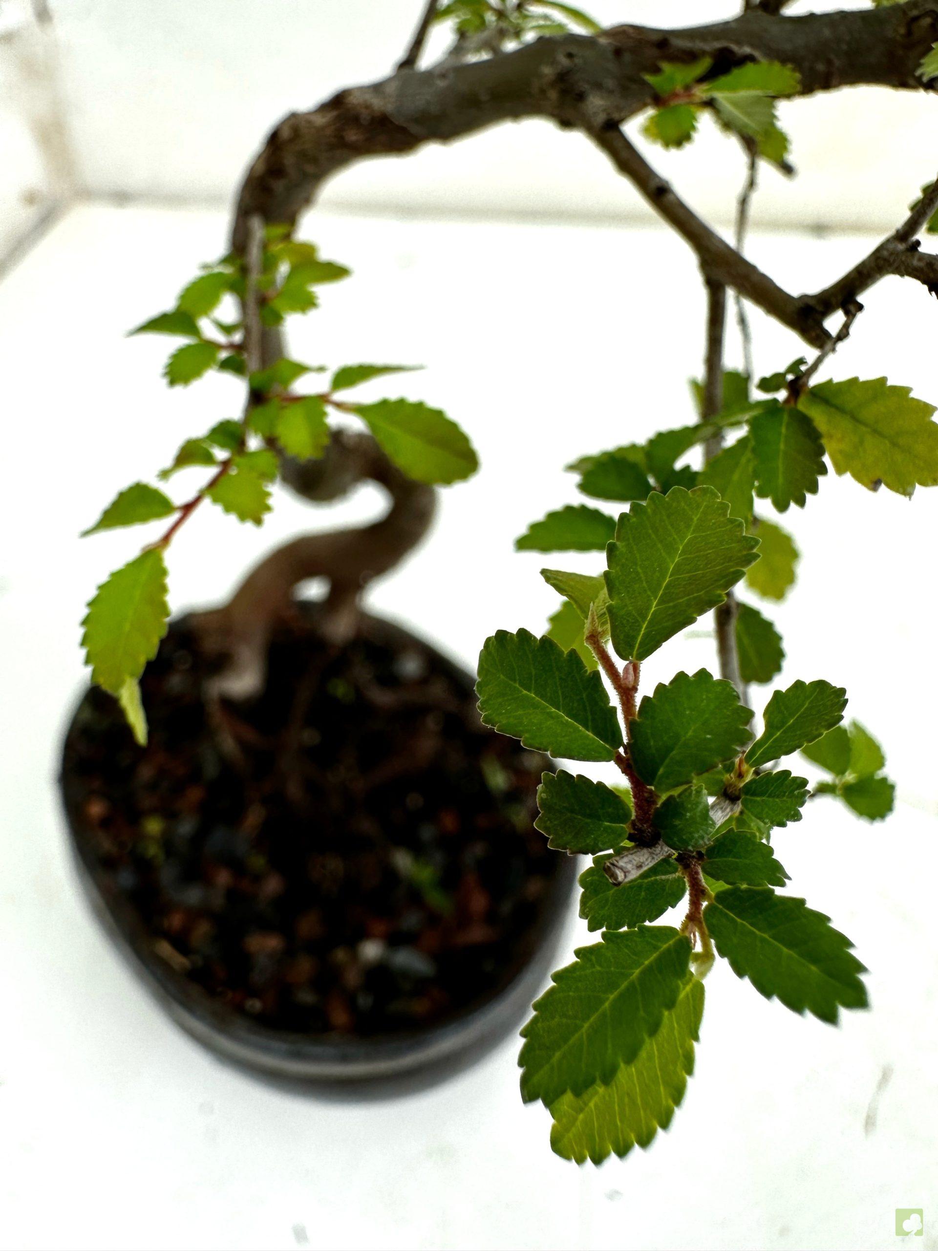 Processed with MOLDIV