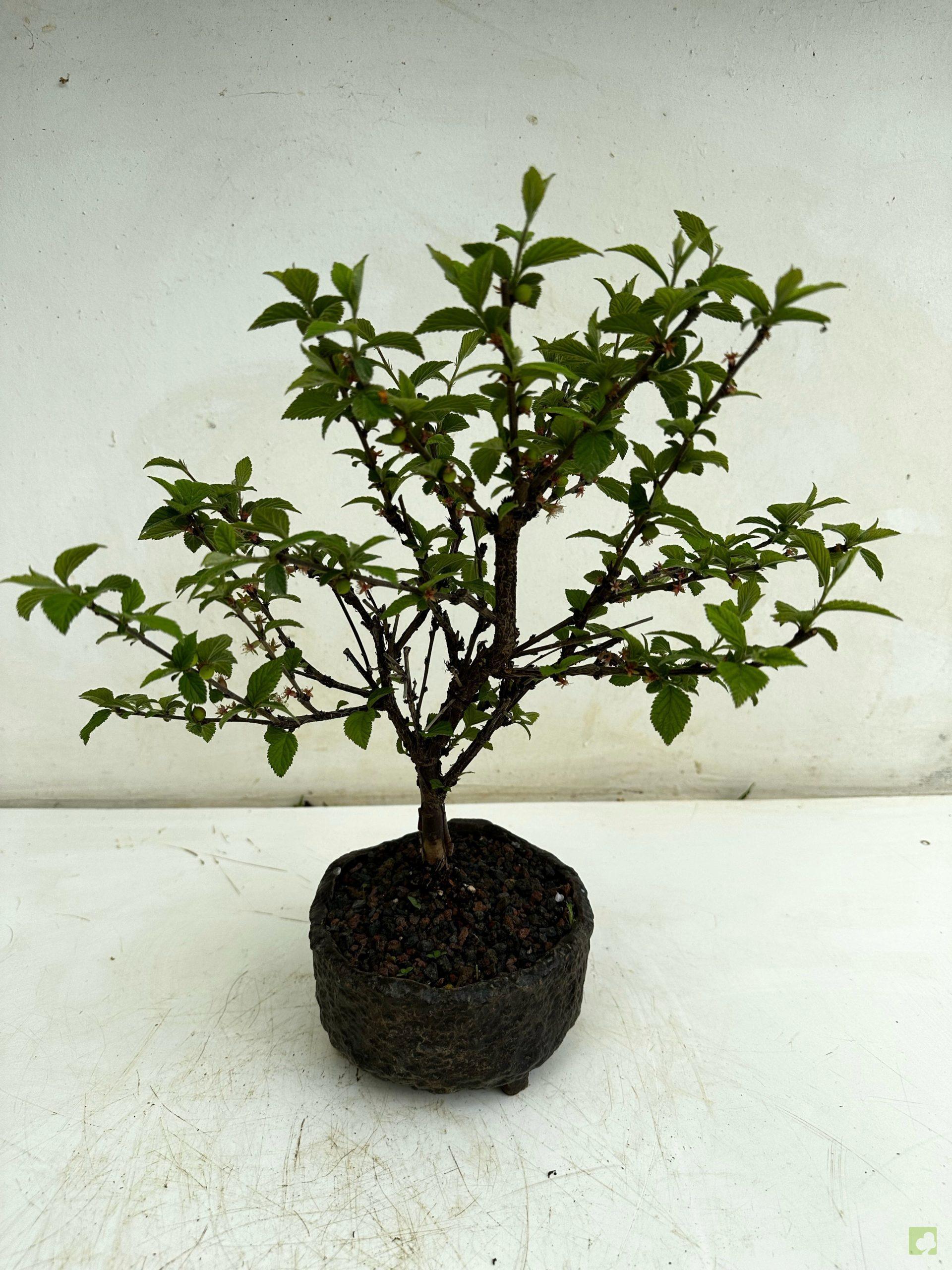 Processed with MOLDIV