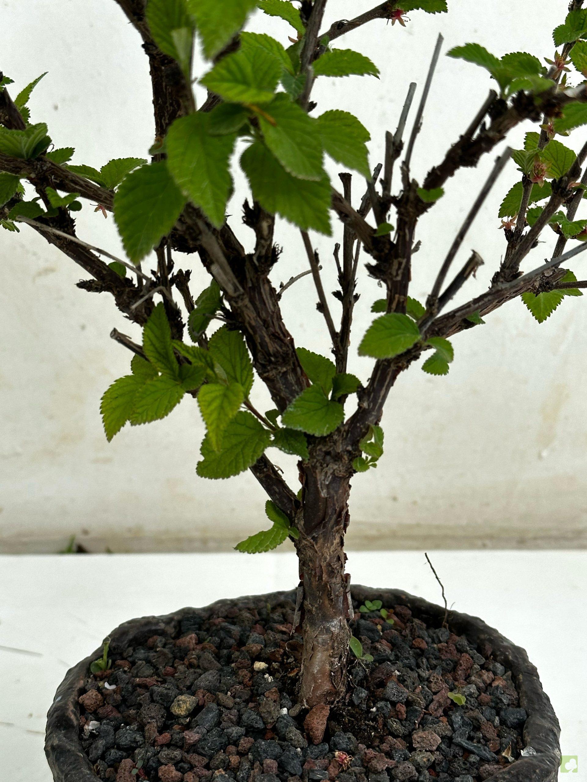 Processed with MOLDIV