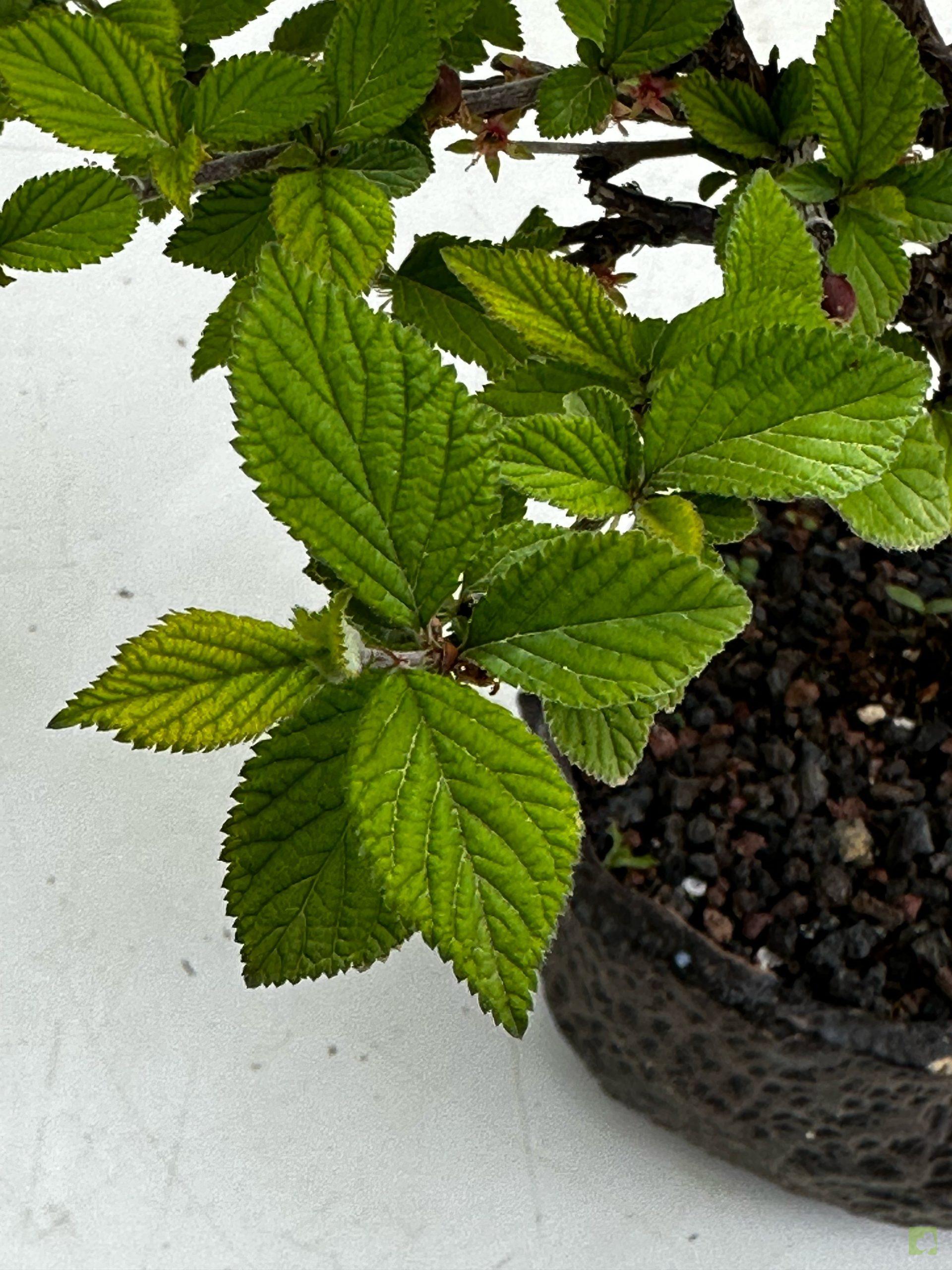 Processed with MOLDIV