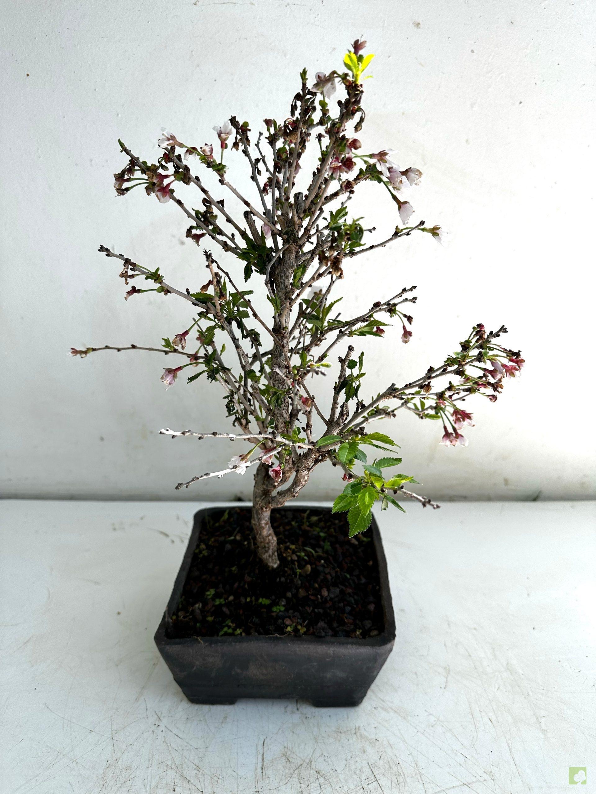 Processed with MOLDIV