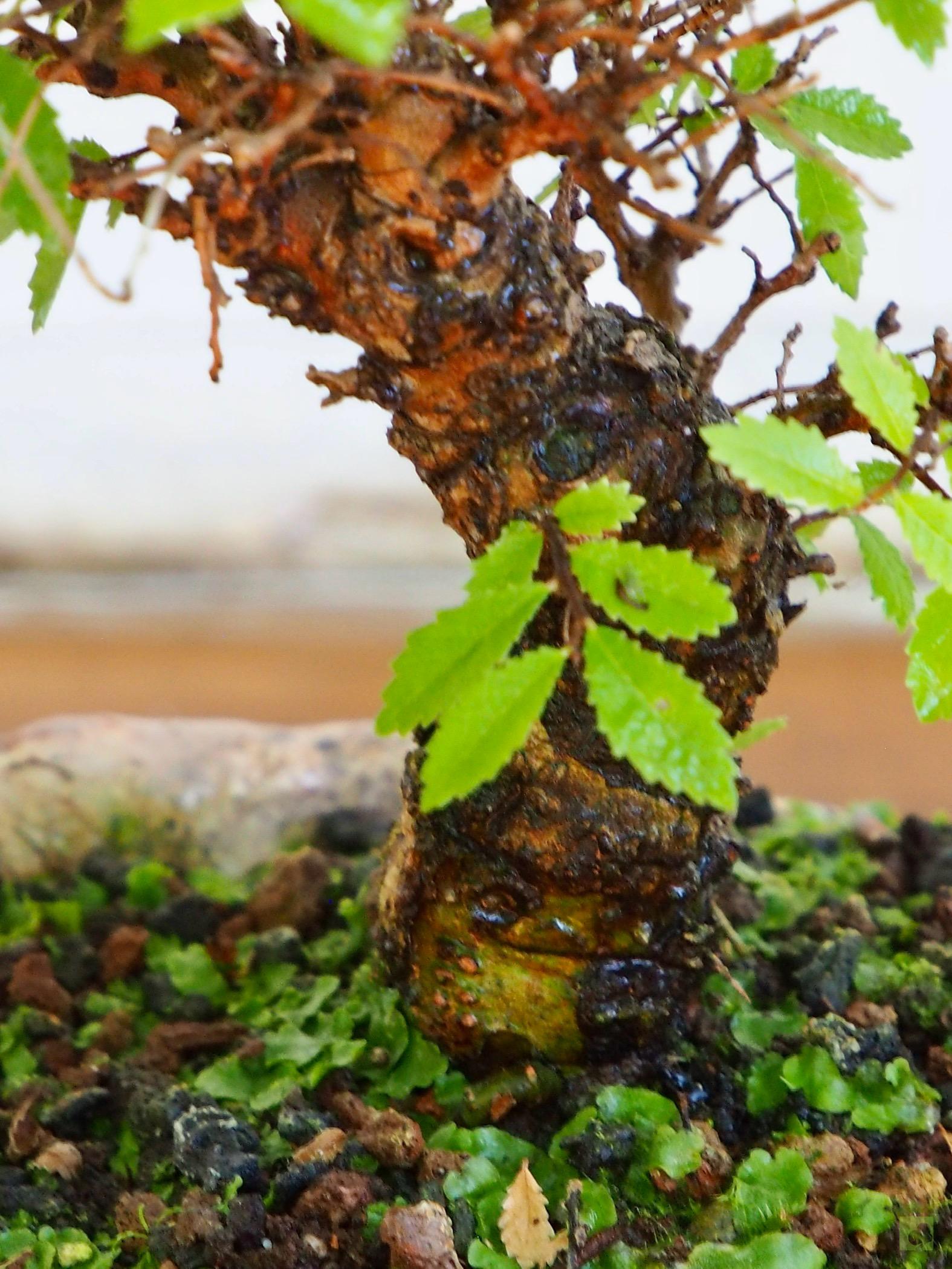 ZELKOVA NIRE 110024 (4)