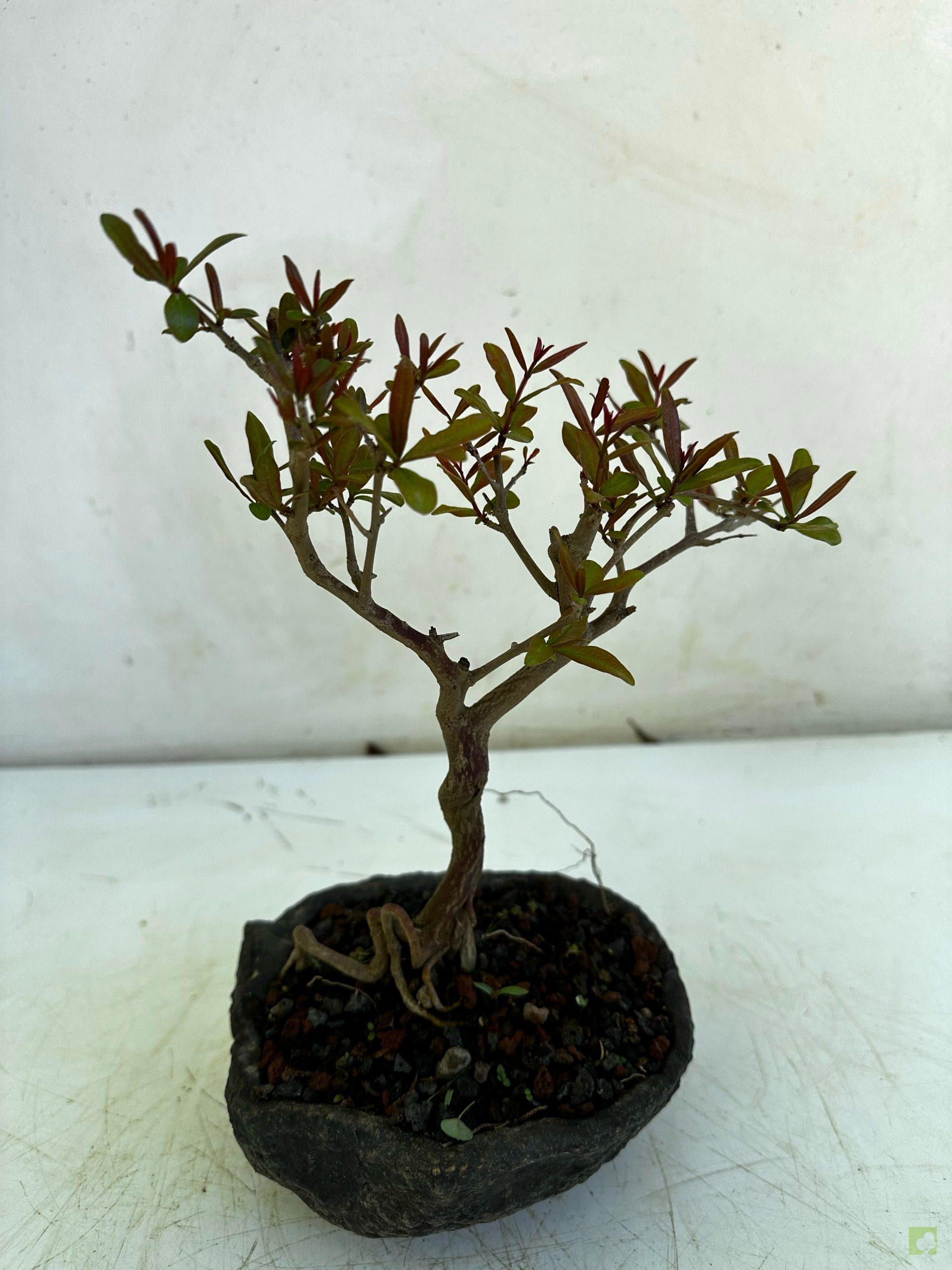 Processed with MOLDIV