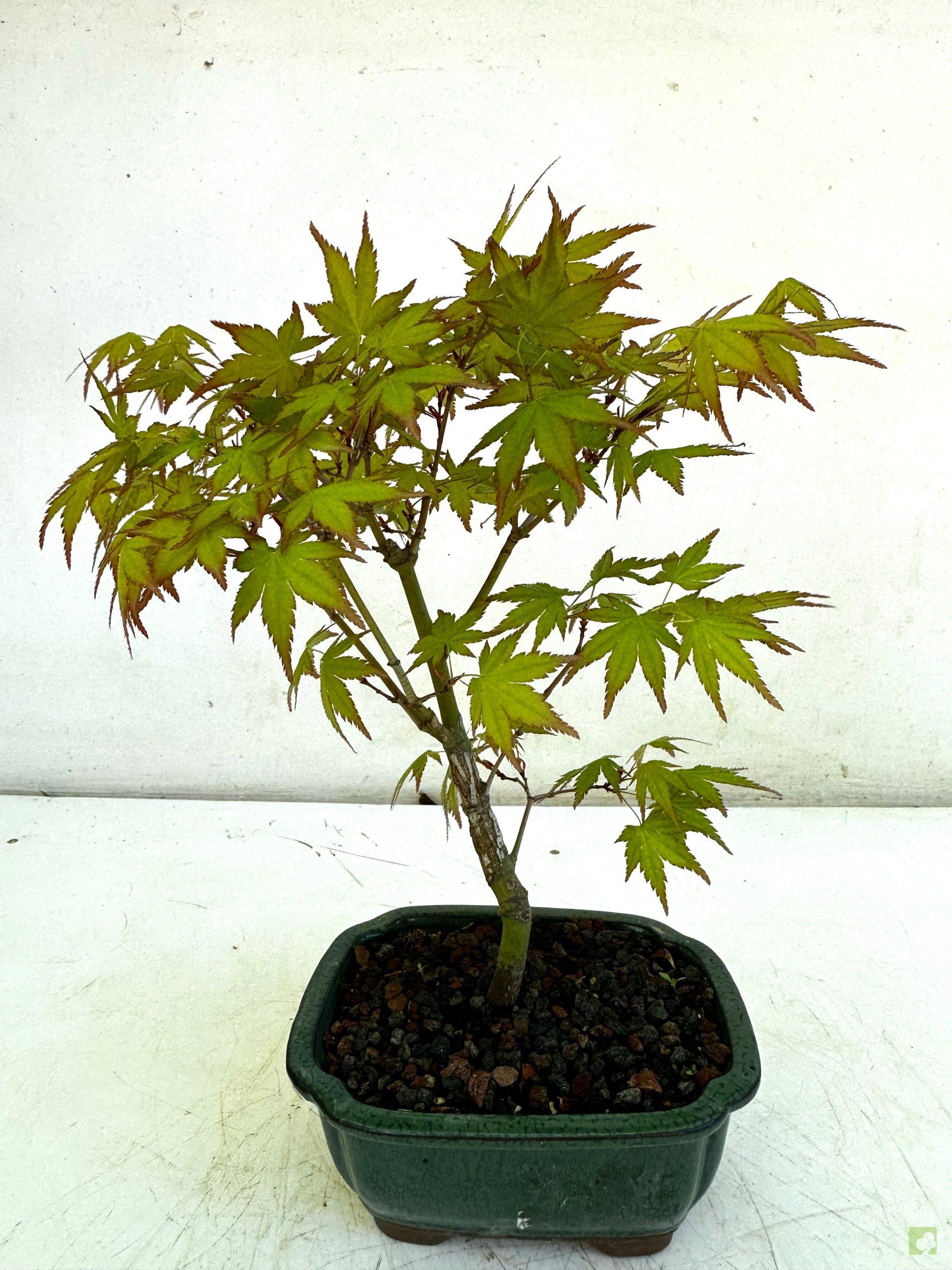 Processed with MOLDIV