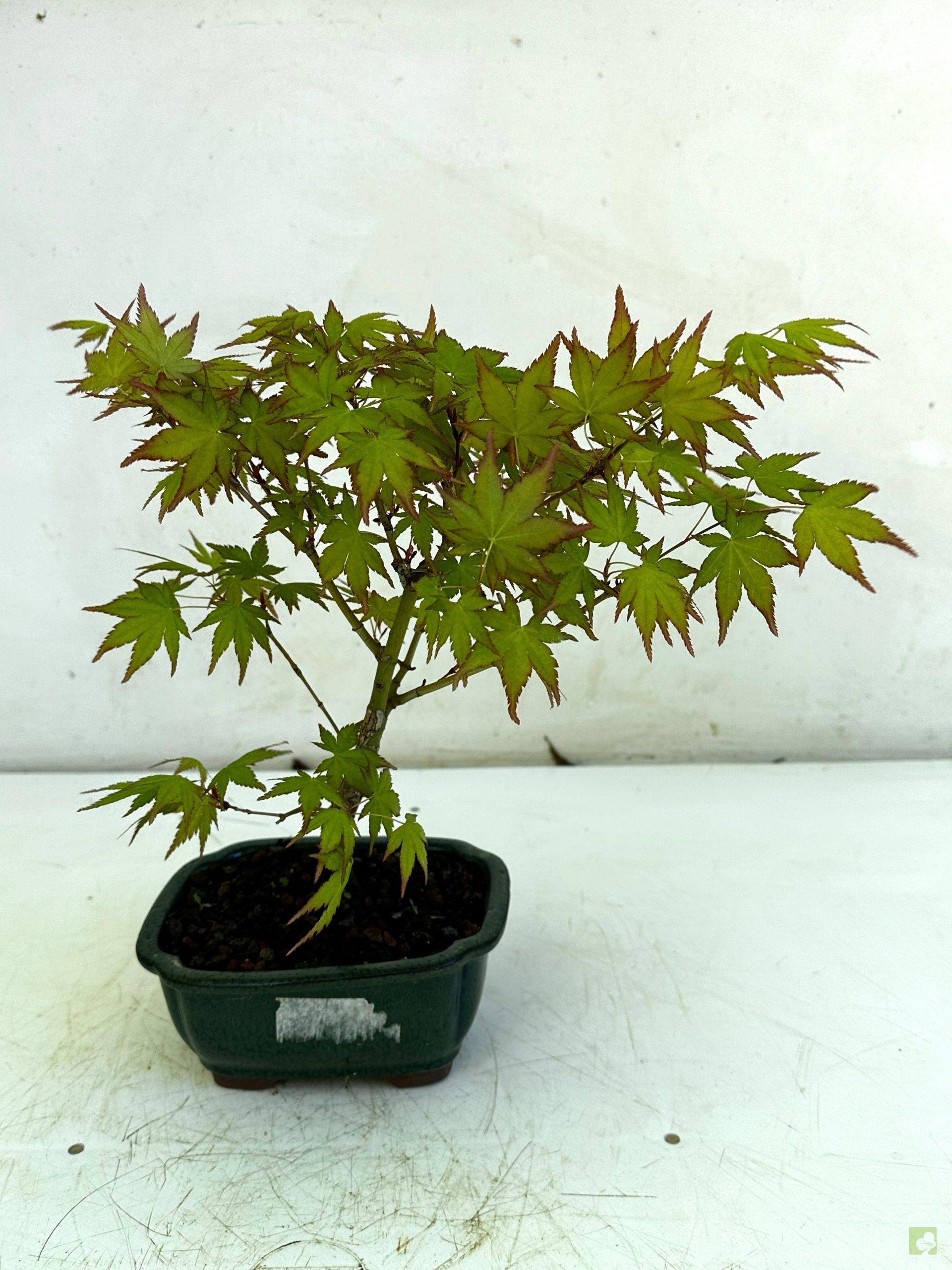 Processed with MOLDIV