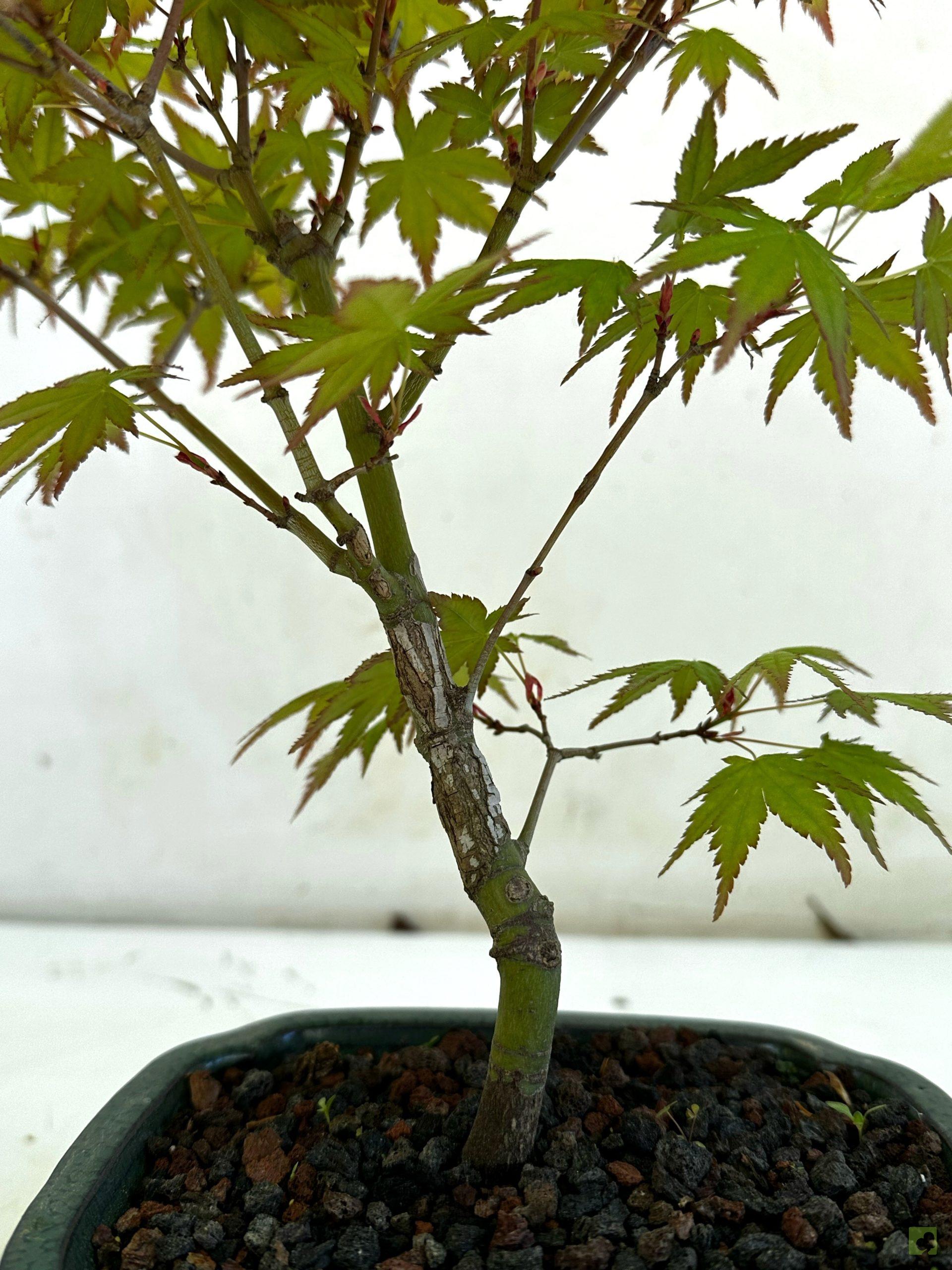 Processed with MOLDIV