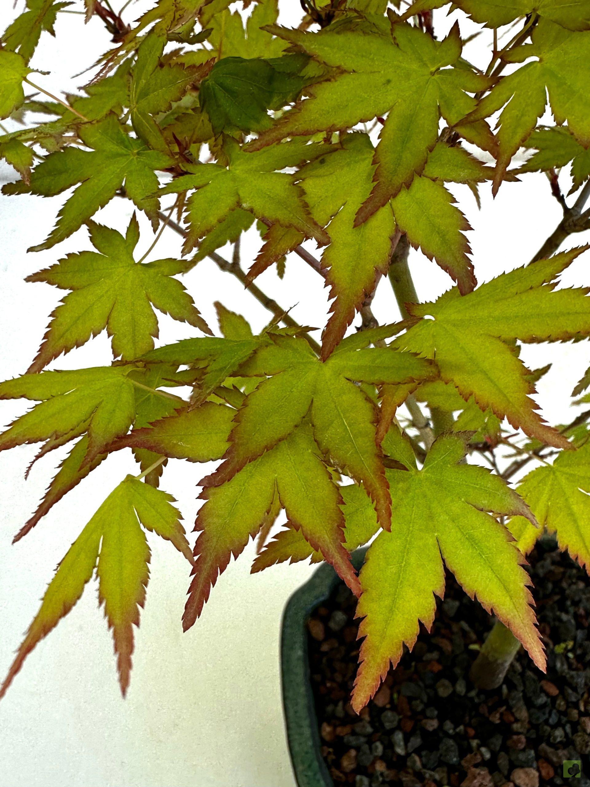 Processed with MOLDIV