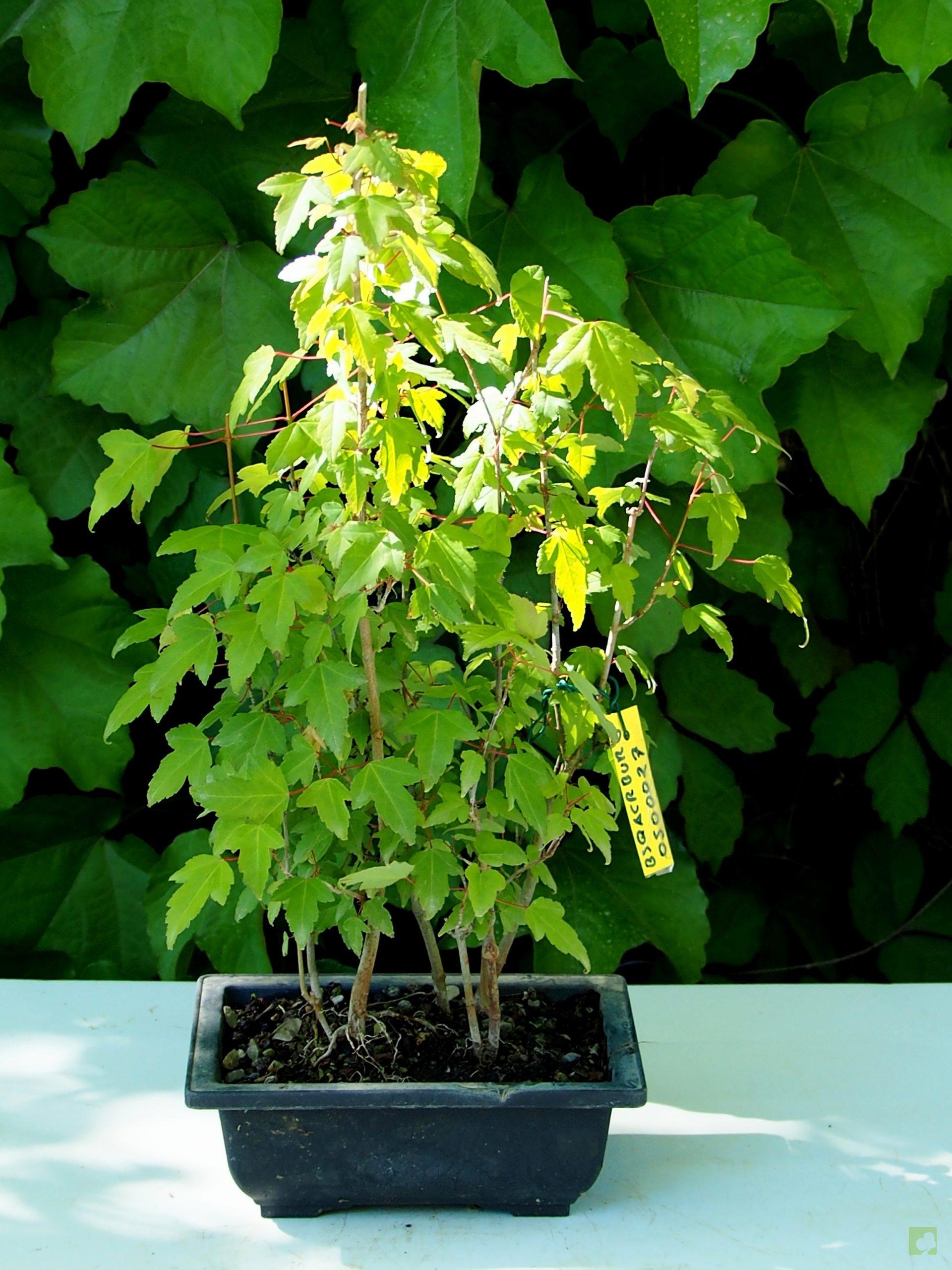 Processed with MOLDIV