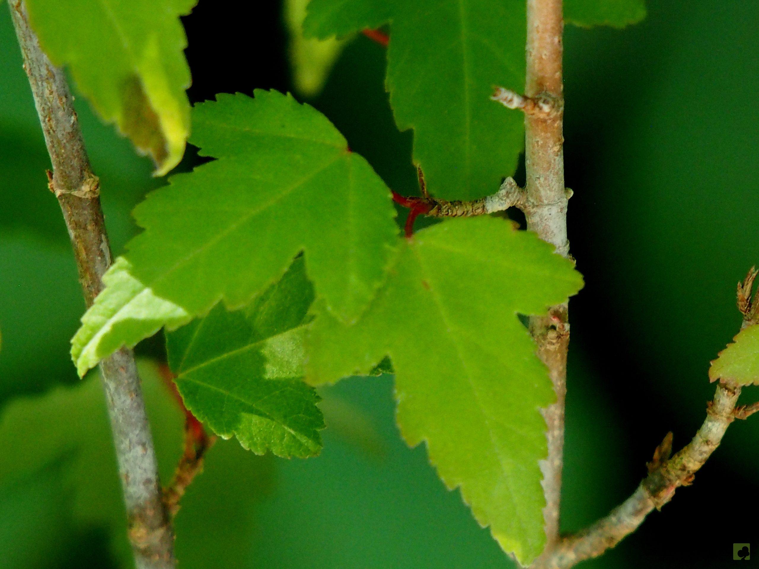 Processed with MOLDIV