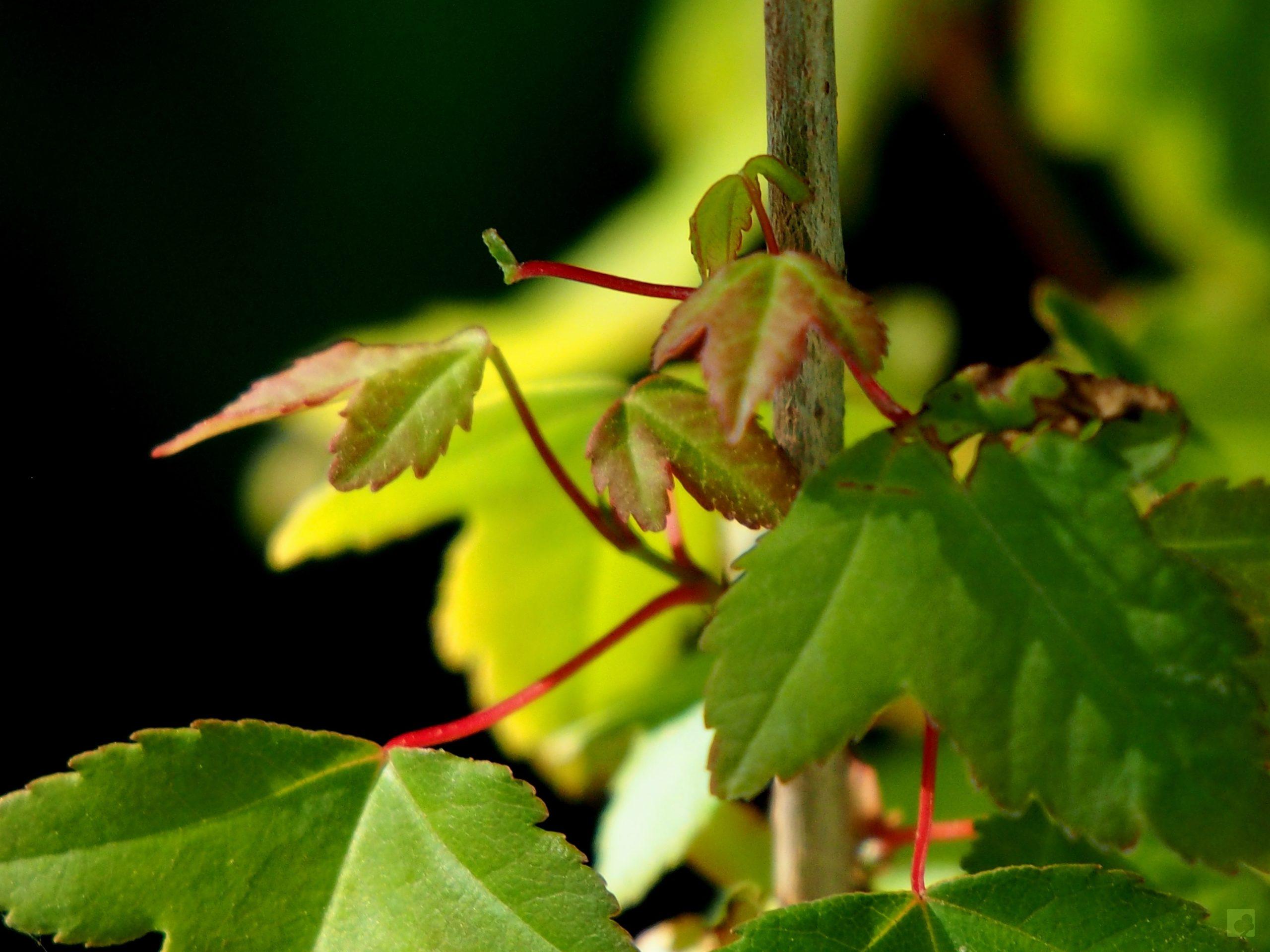 Processed with MOLDIV