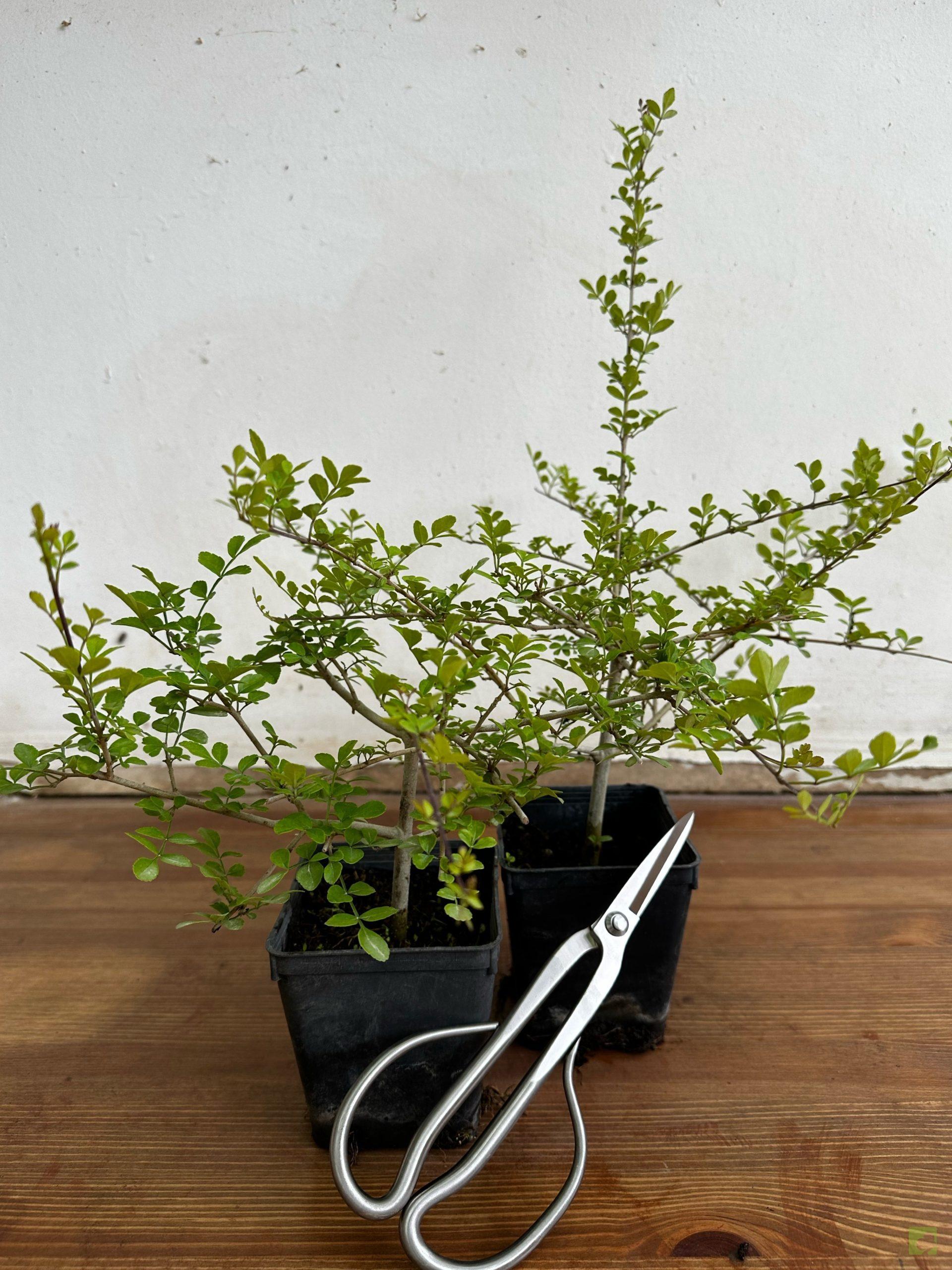 Processed with MOLDIV