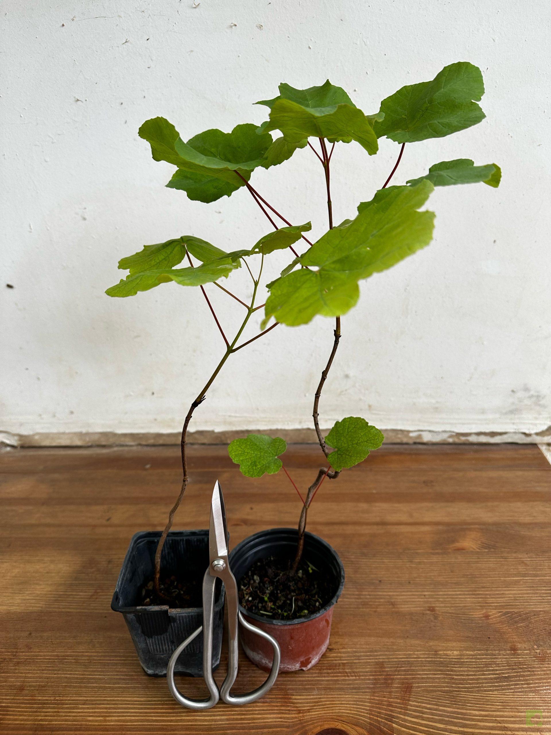 Processed with MOLDIV