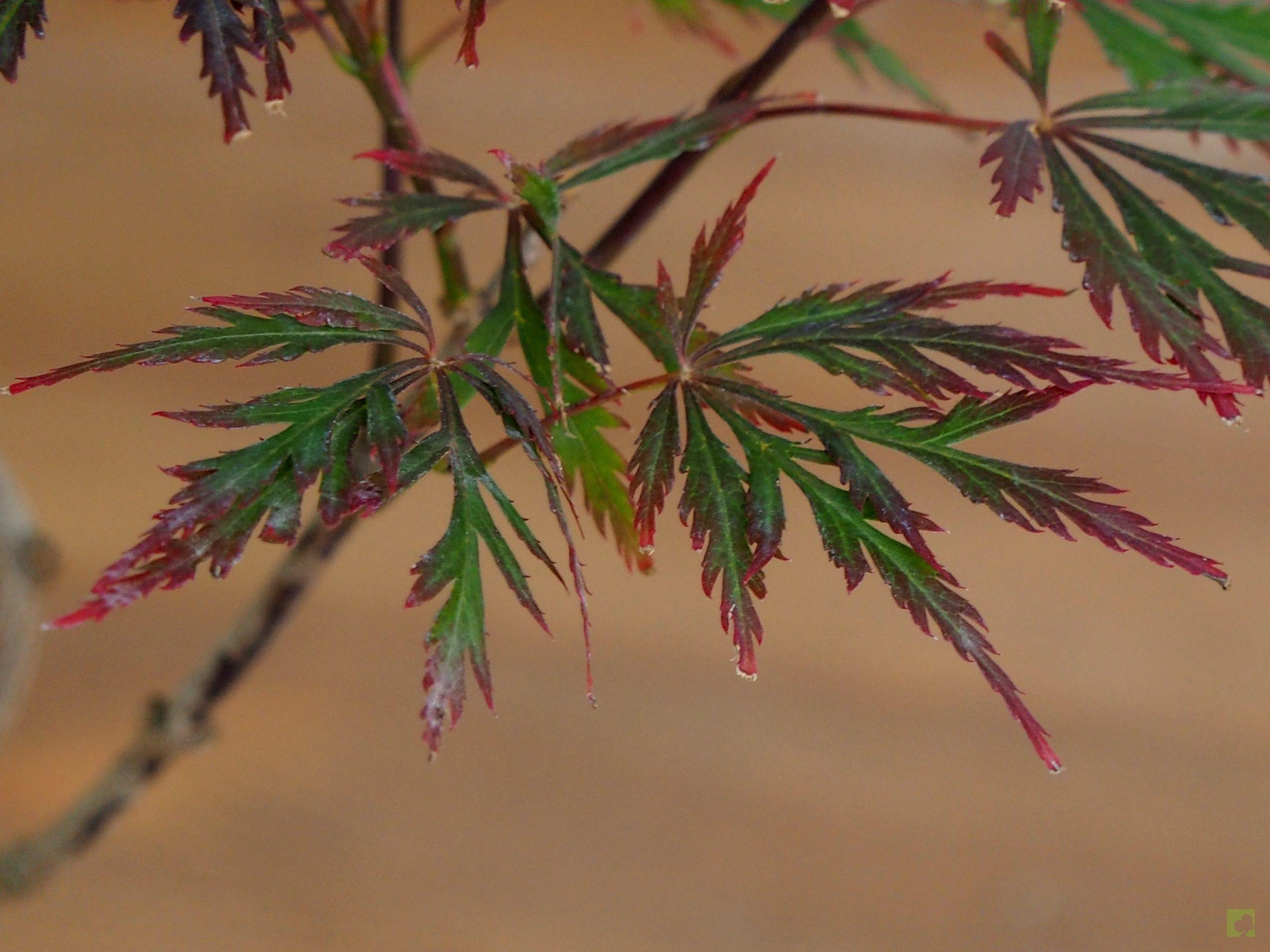 Processed with MOLDIV