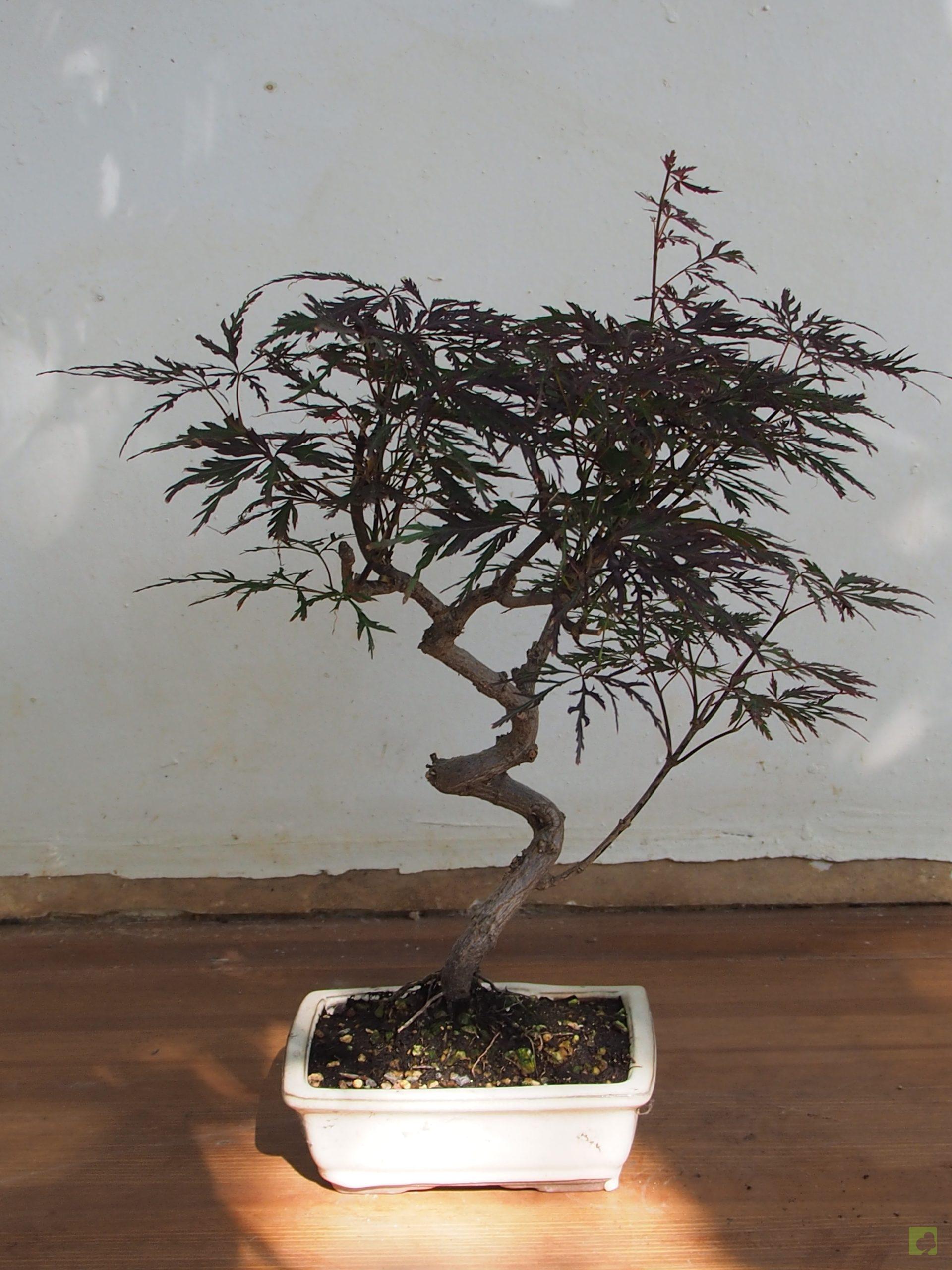 Processed with MOLDIV