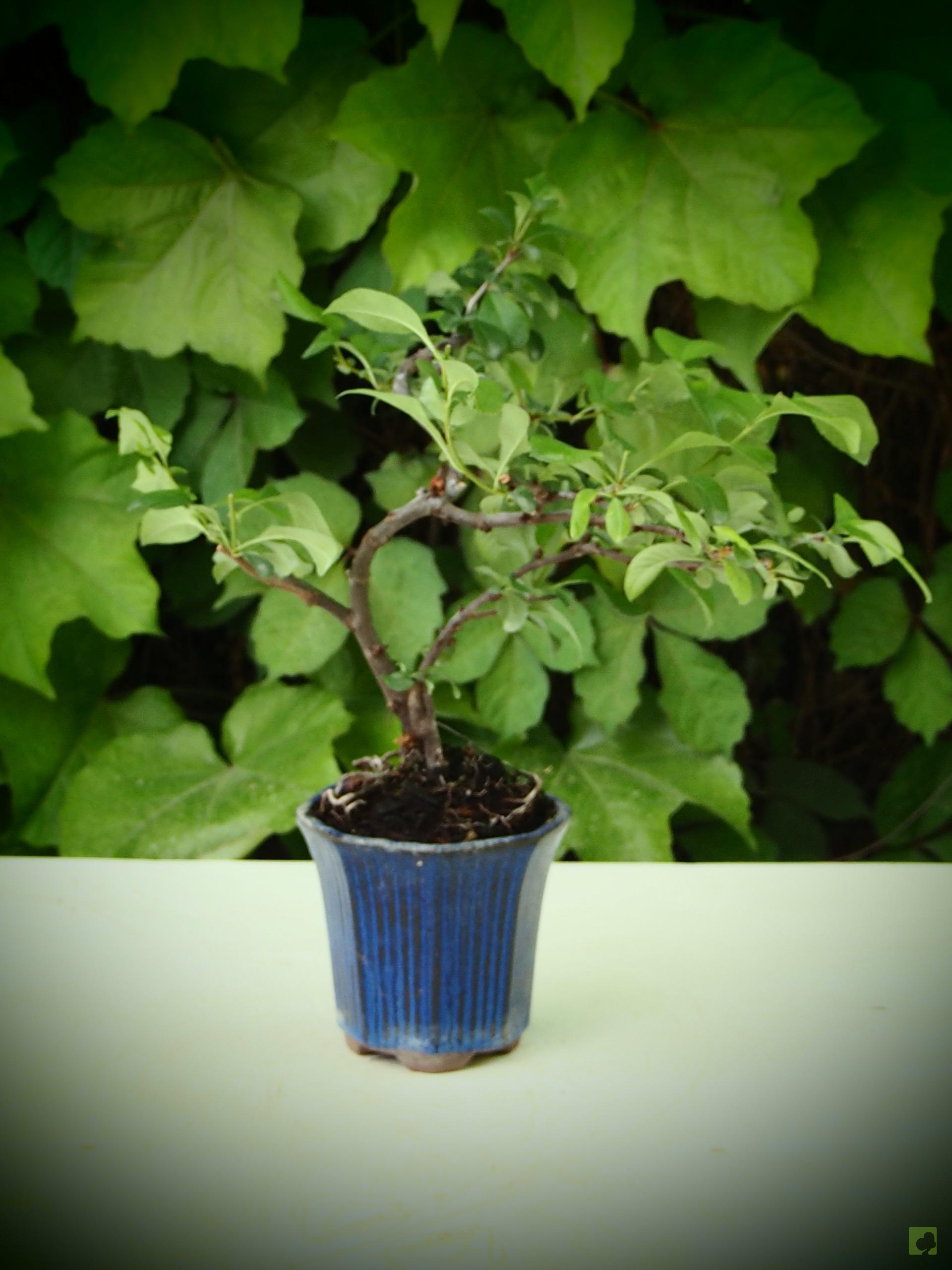 BONSAI CHAENOMELES - Bonsais Viveros