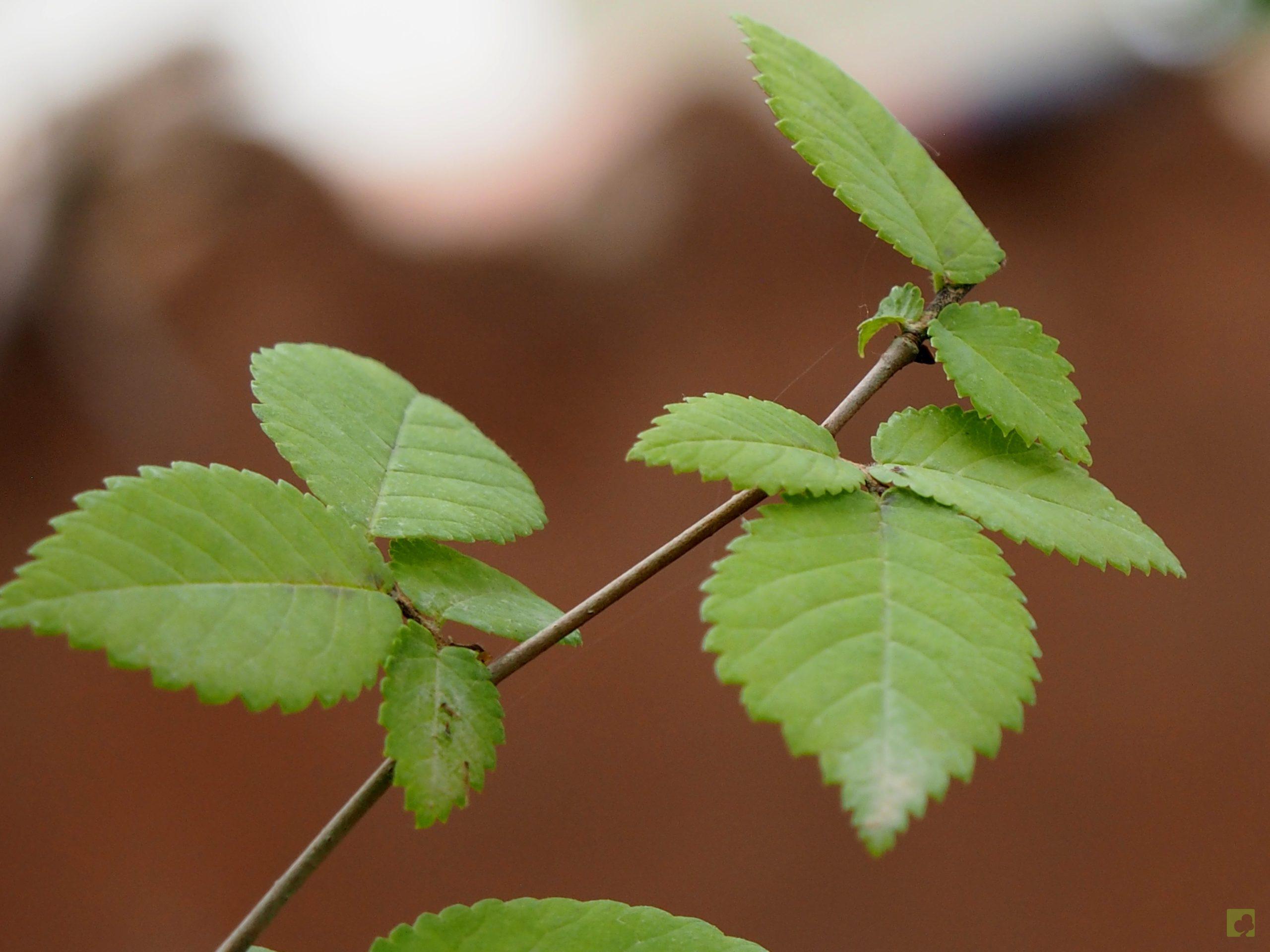 Processed with MOLDIV