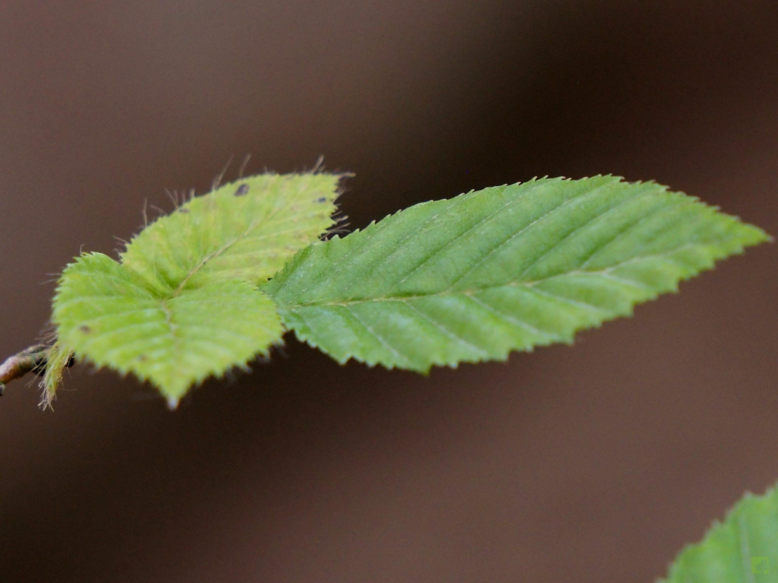 Processed with MOLDIV