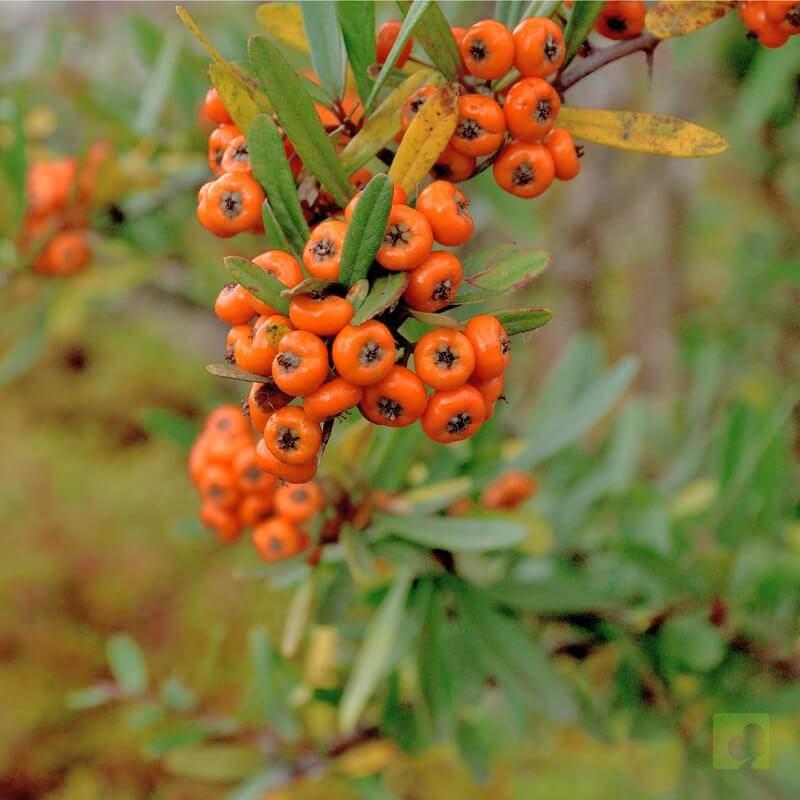 PYRACANTHA NARANJA