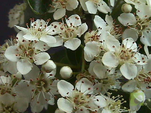Pyracantha_coccinea_07
