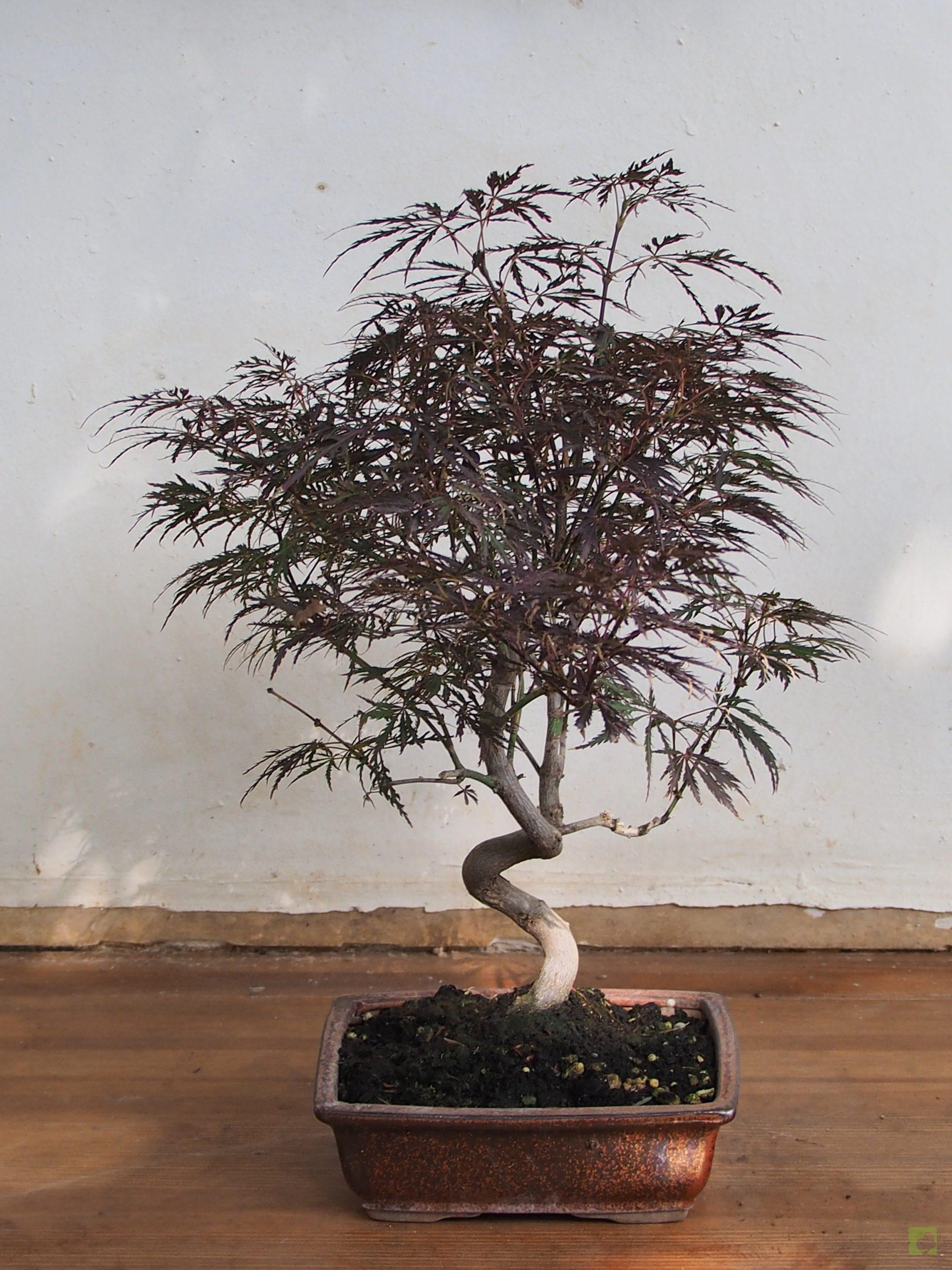 Processed with MOLDIV