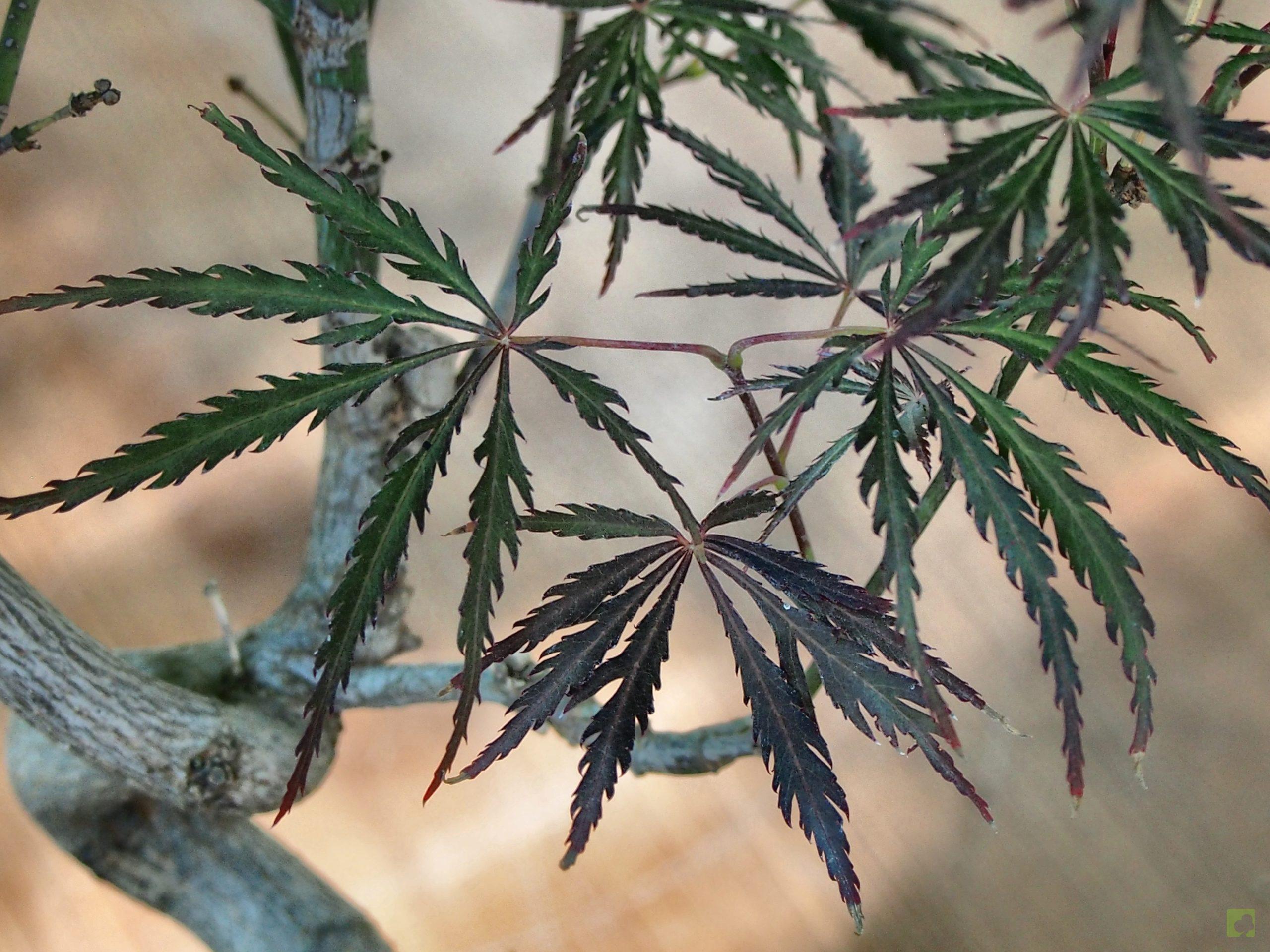 Processed with MOLDIV