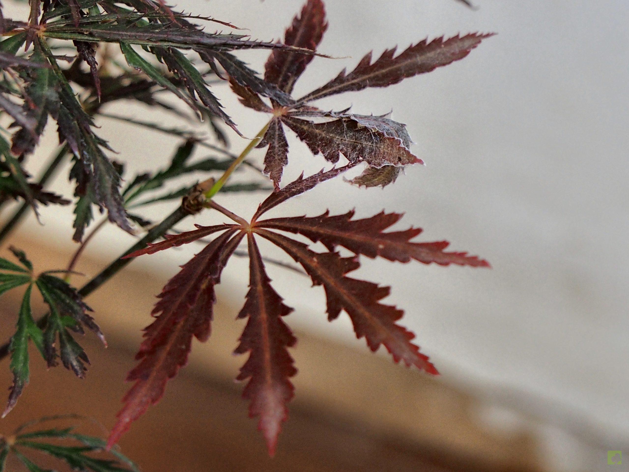 Processed with MOLDIV