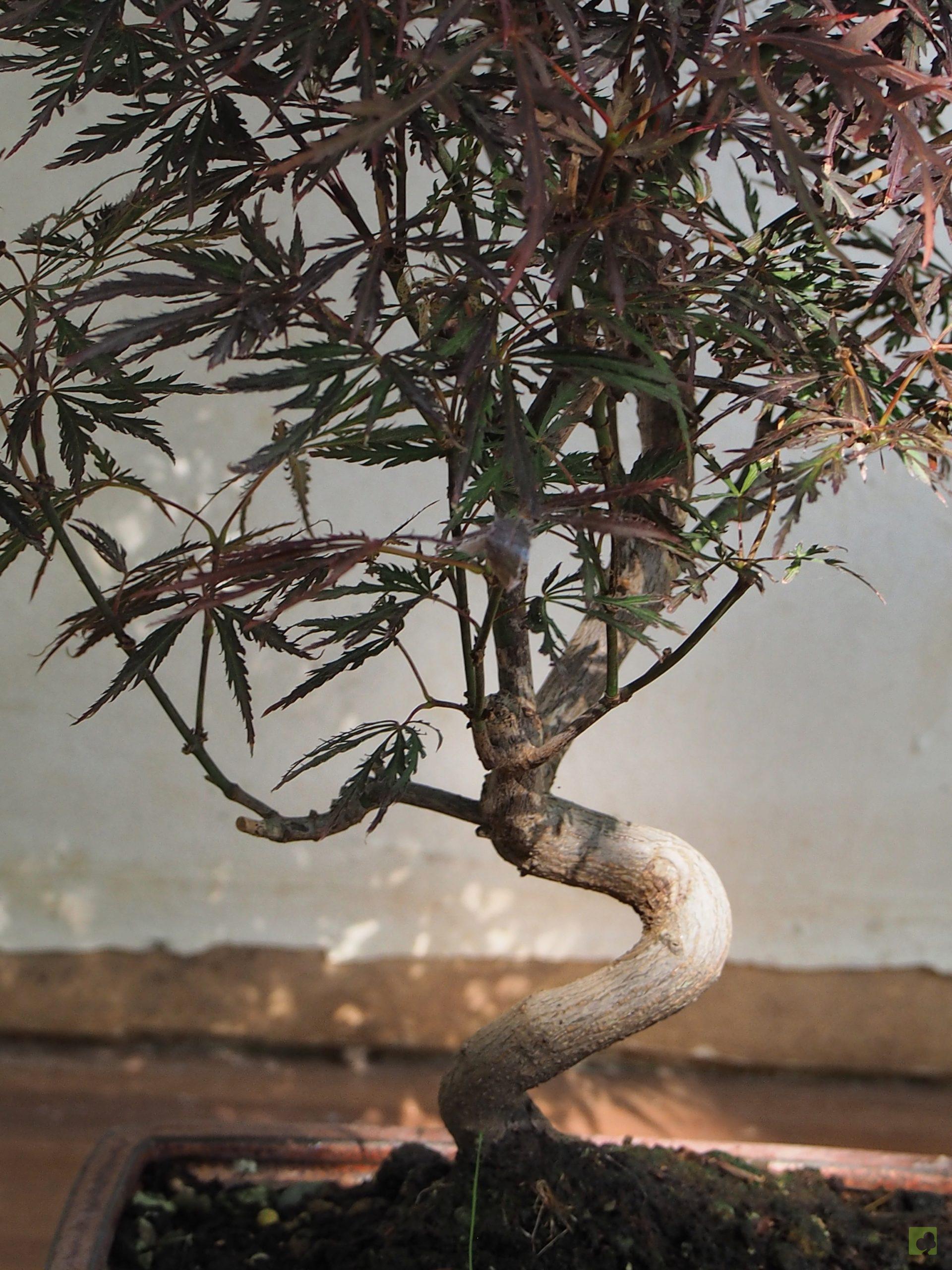 Processed with MOLDIV