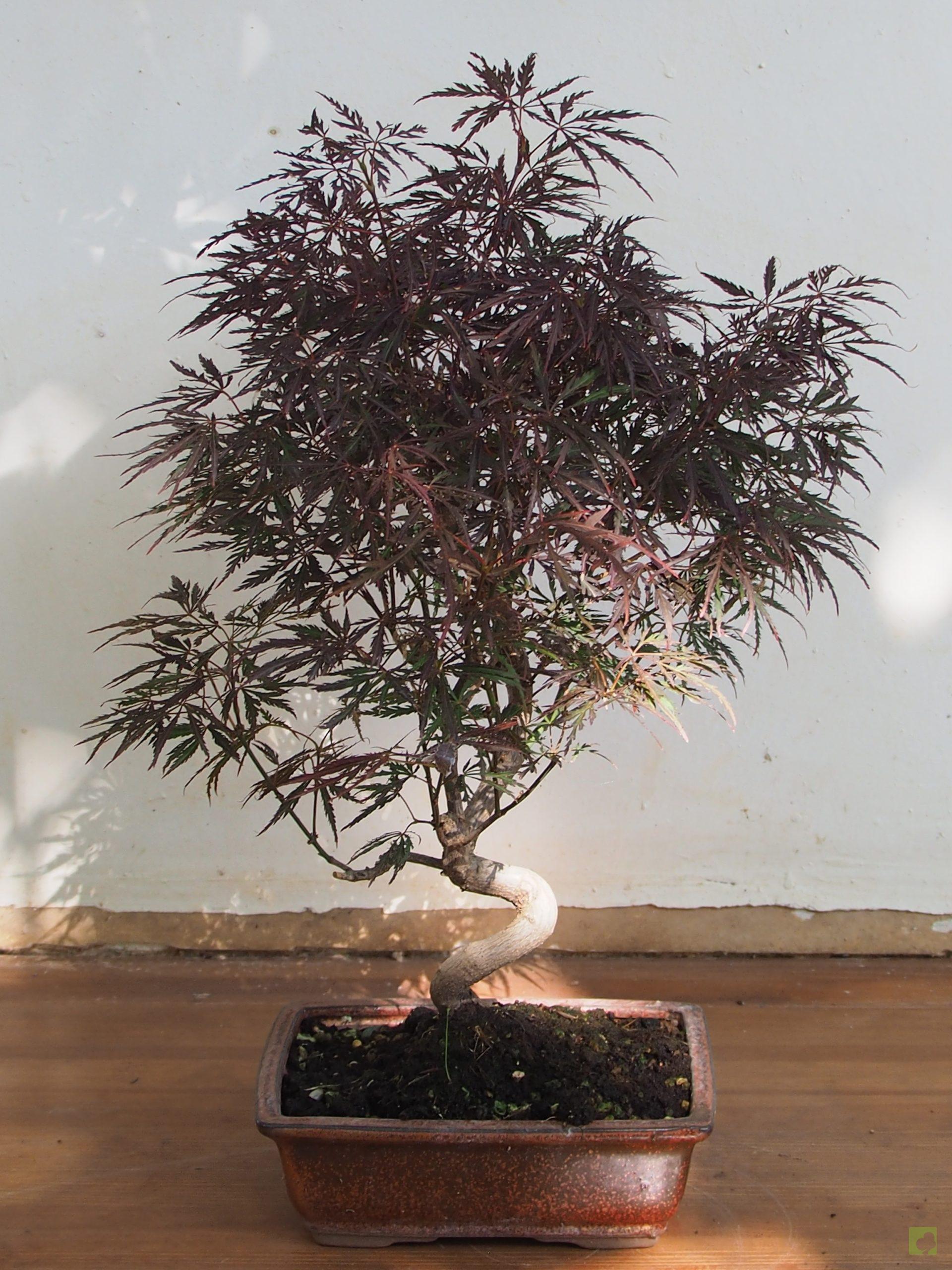 Processed with MOLDIV